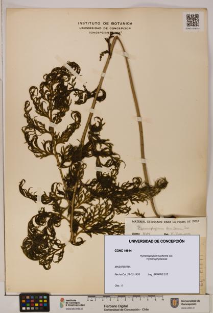 Hymenophyllum fuciforme [Espécimen: UDEC:CONC:0018614]