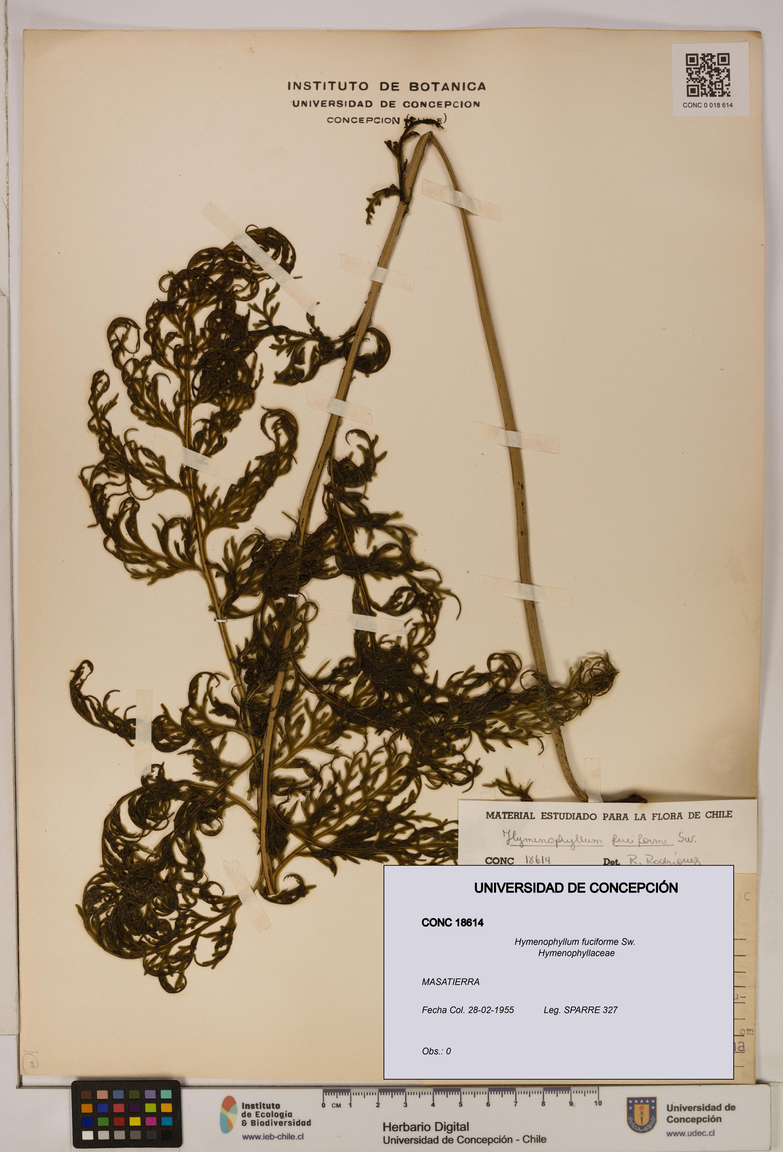 Hymenophyllum fuciforme [Espécimen: UDEC:CONC:0018614]