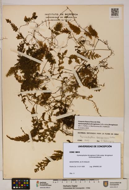 Hymenophyllum ferrugineum [Espécimen: UDEC:CONC:0018615]
