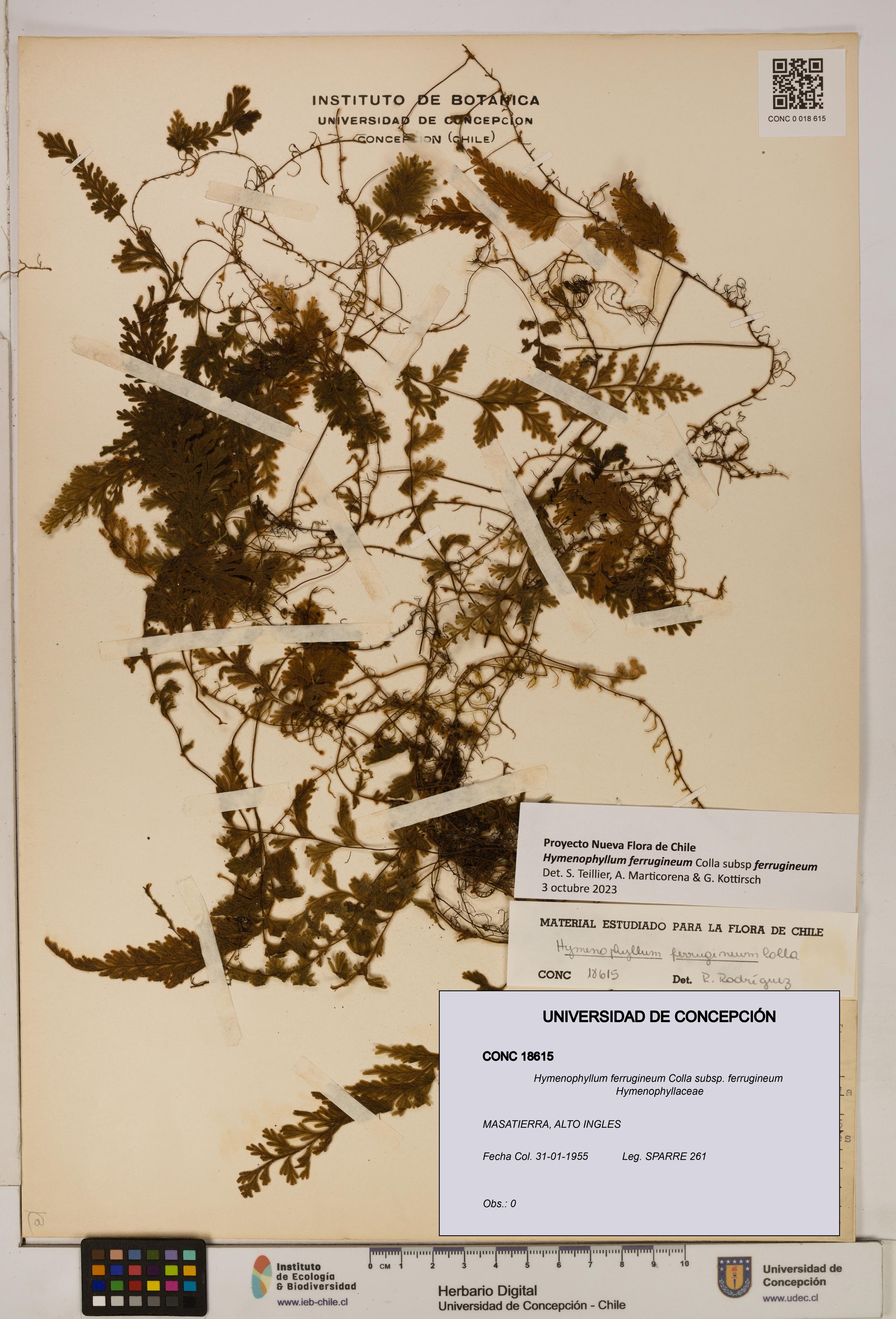Hymenophyllum ferrugineum [Espécimen: UDEC:CONC:0018615]