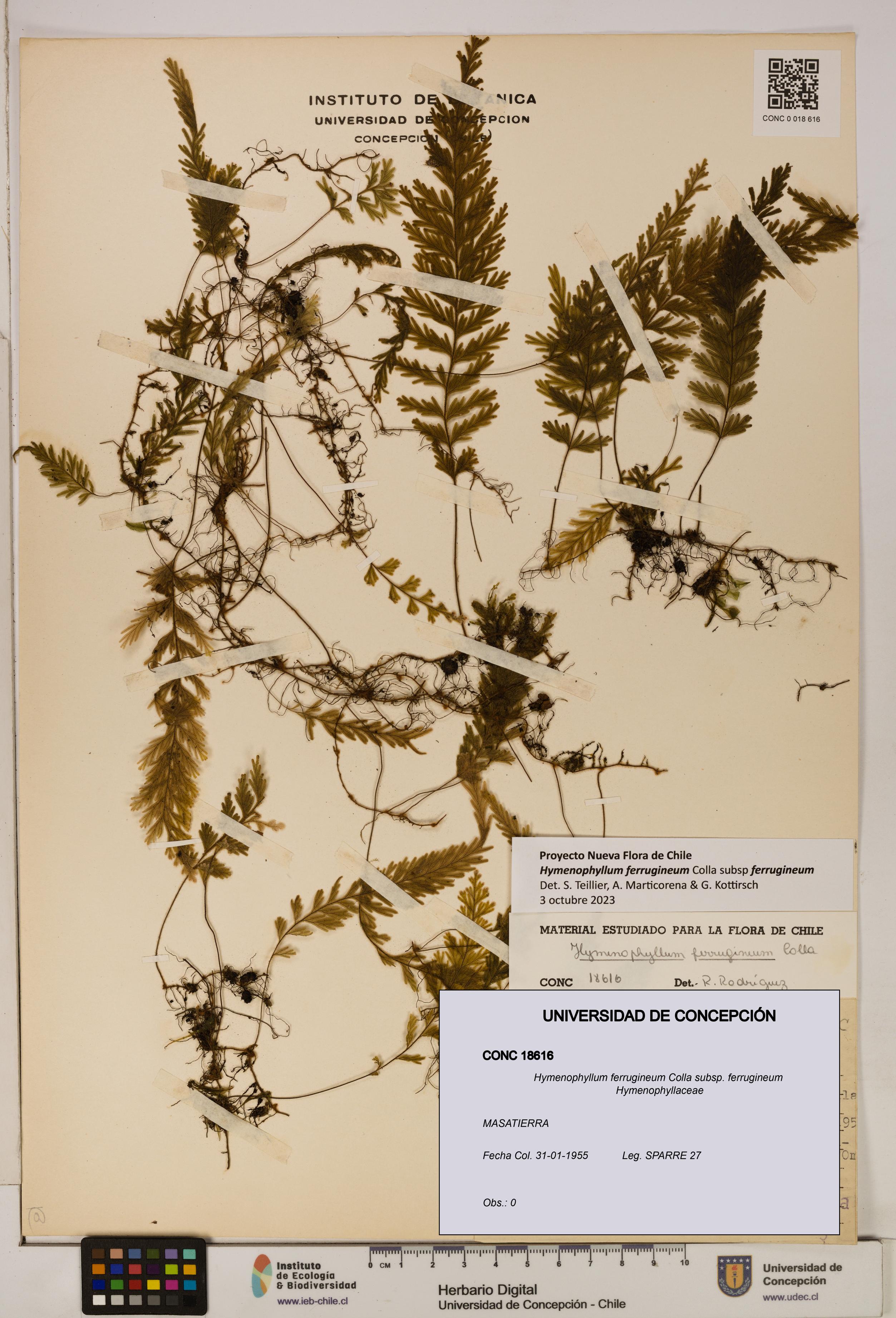 Hymenophyllum ferrugineum [Espécimen: UDEC:CONC:0018616]