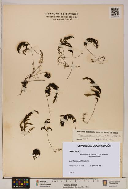Hymenophyllum rugosum [Espécimen: ]