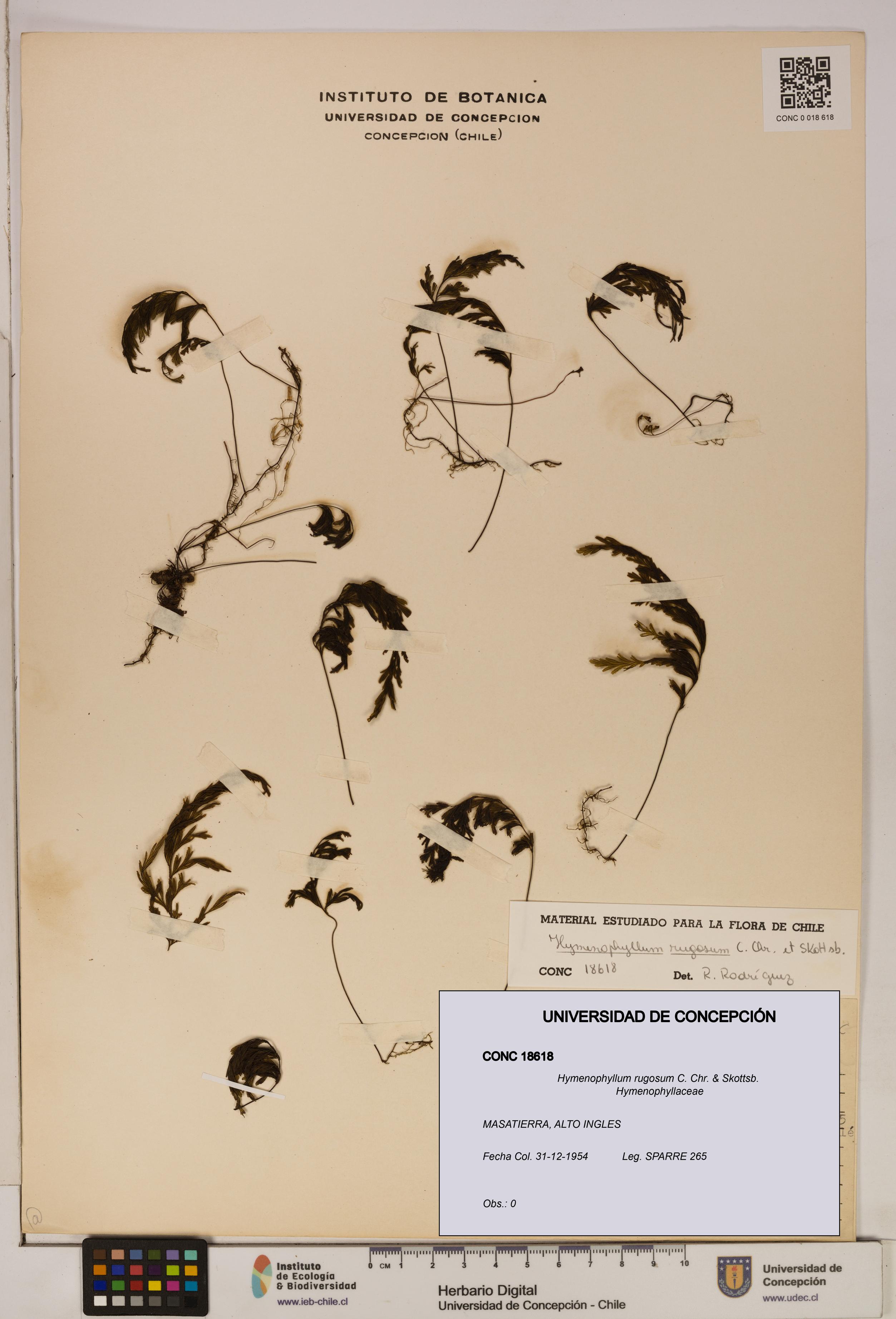 Hymenophyllum rugosum [Espécimen: ]