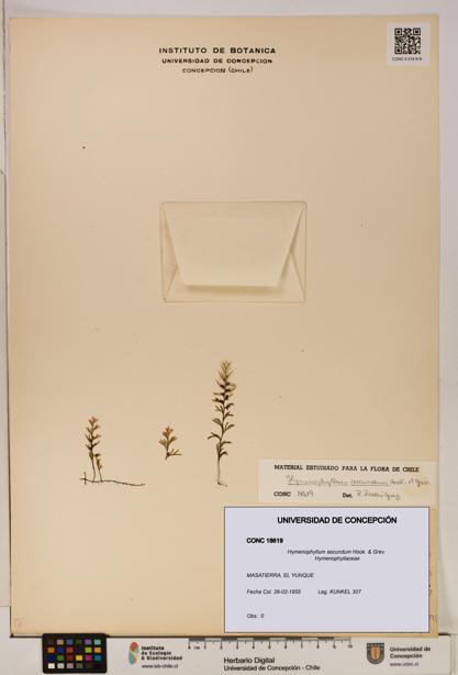Hymenophyllum secundum [Espécimen: ]