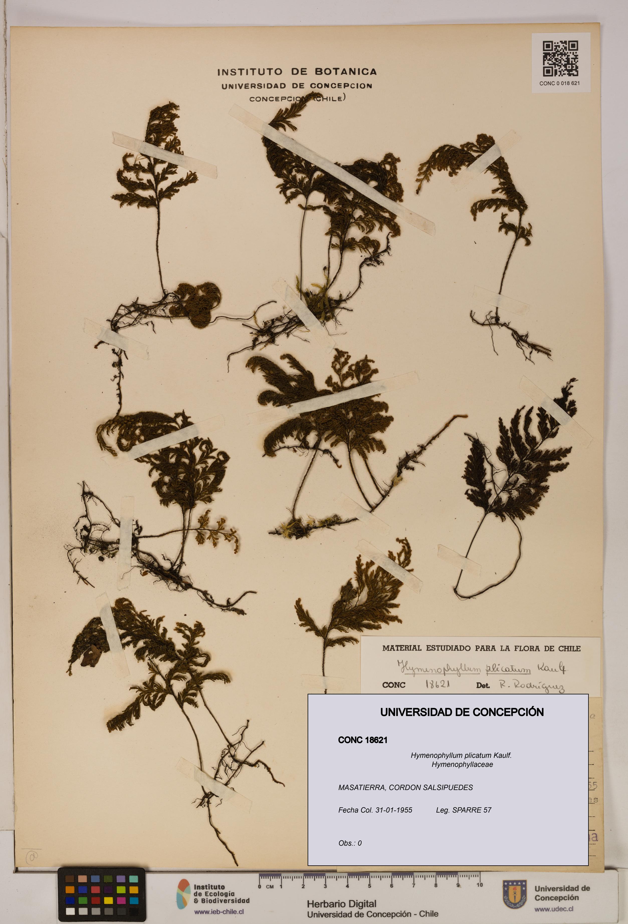 Hymenophyllum plicatum [Espécimen: ]