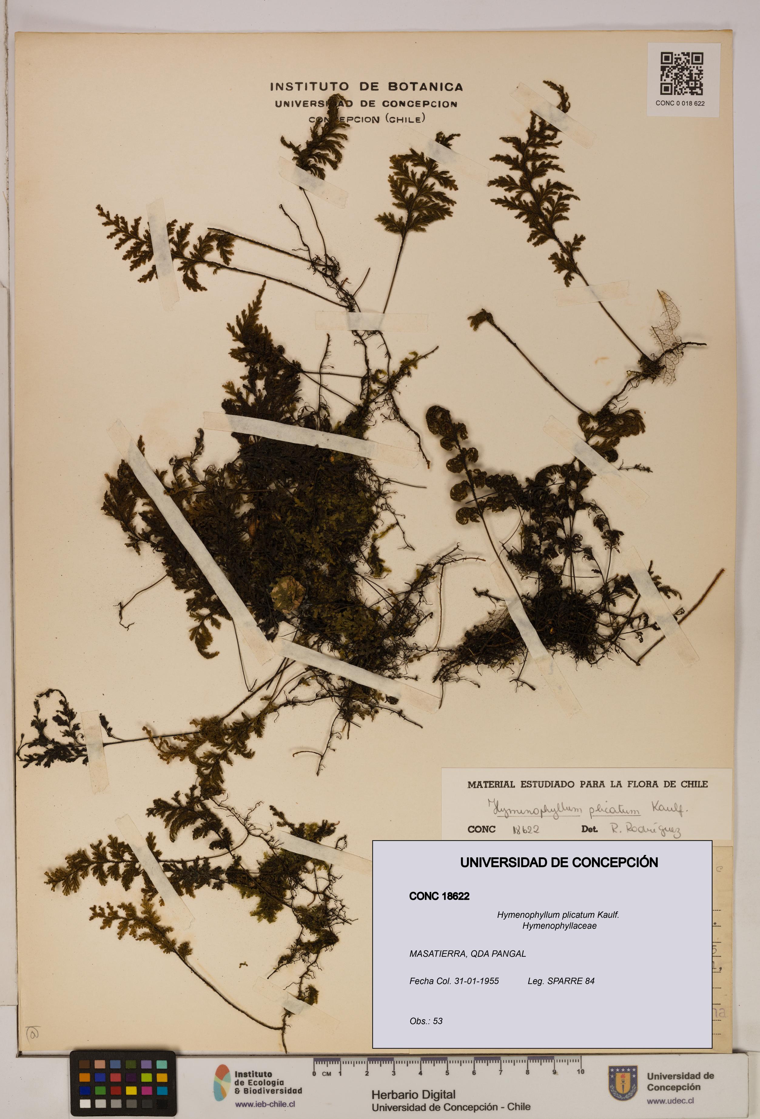 Hymenophyllum plicatum [Espécimen: ]