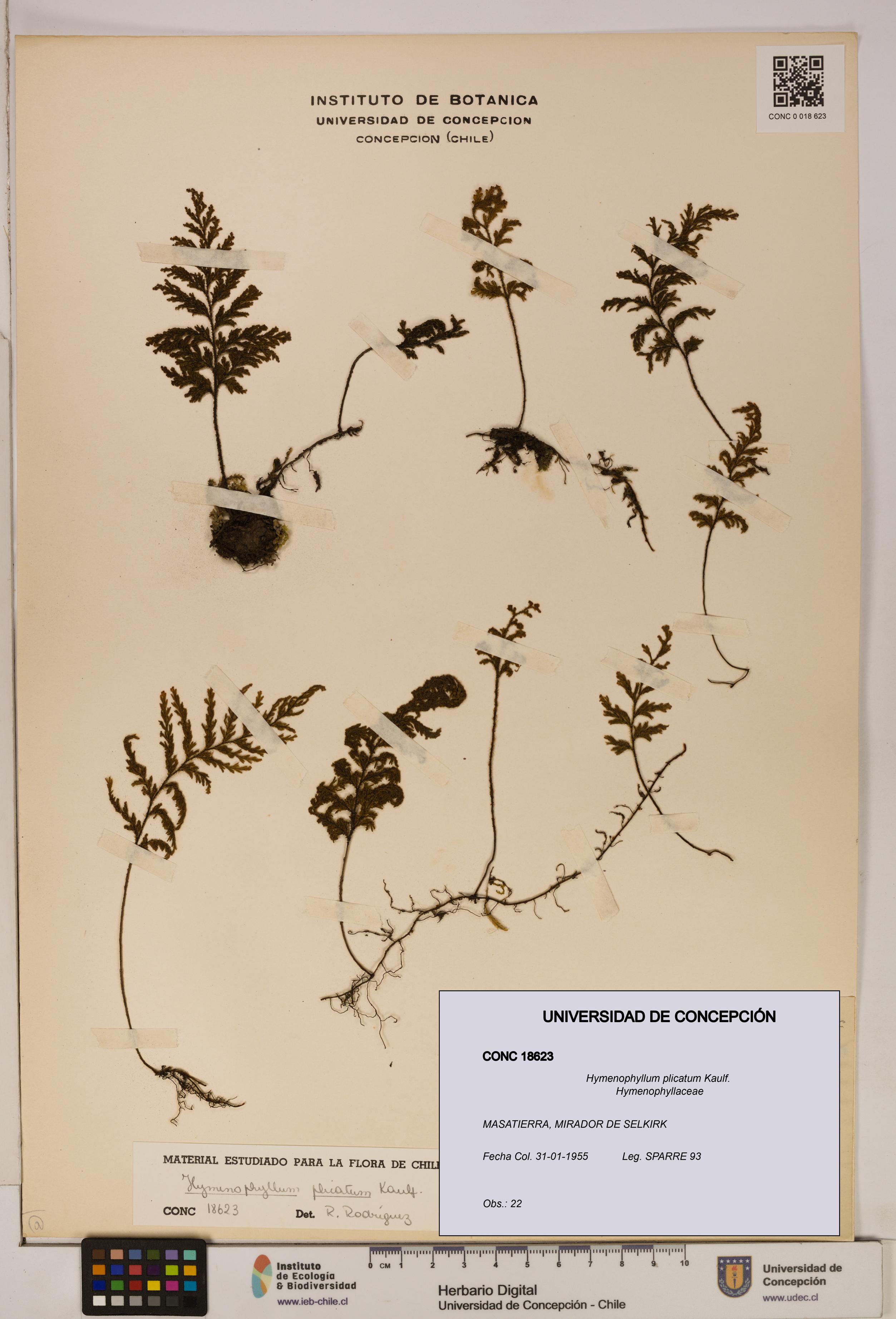 Hymenophyllum plicatum [Espécimen: ]