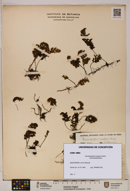 Hymenophyllum plicatum [Espécimen: ]