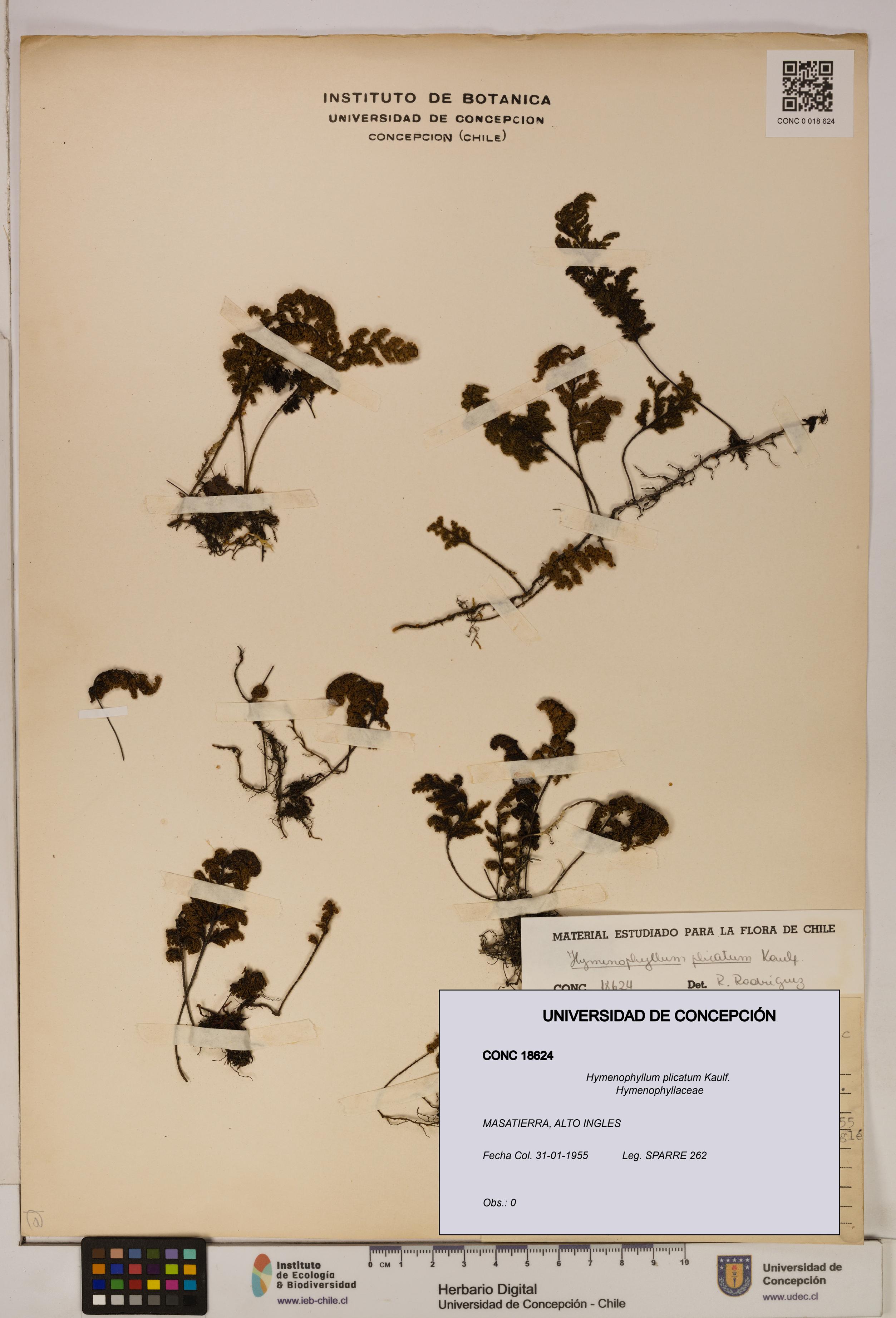 Hymenophyllum plicatum [Espécimen: ]