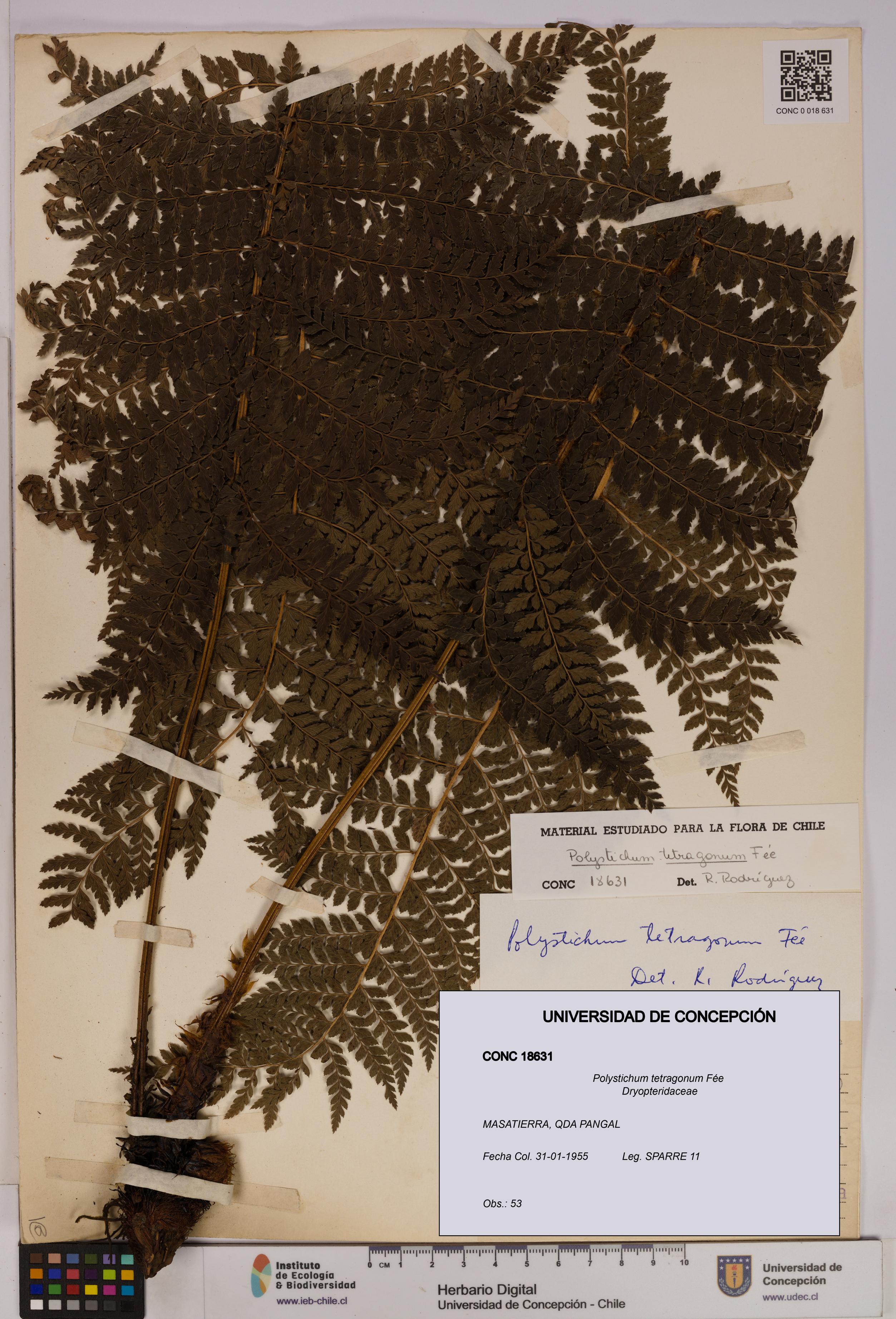 Polystichum tetragonum [Espécimen: UDEC:CONC:0018631]