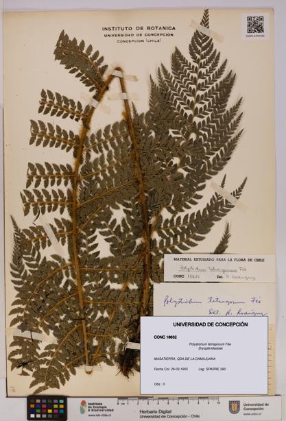 Polystichum tetragonum [Espécimen: UDEC:CONC:0018632]