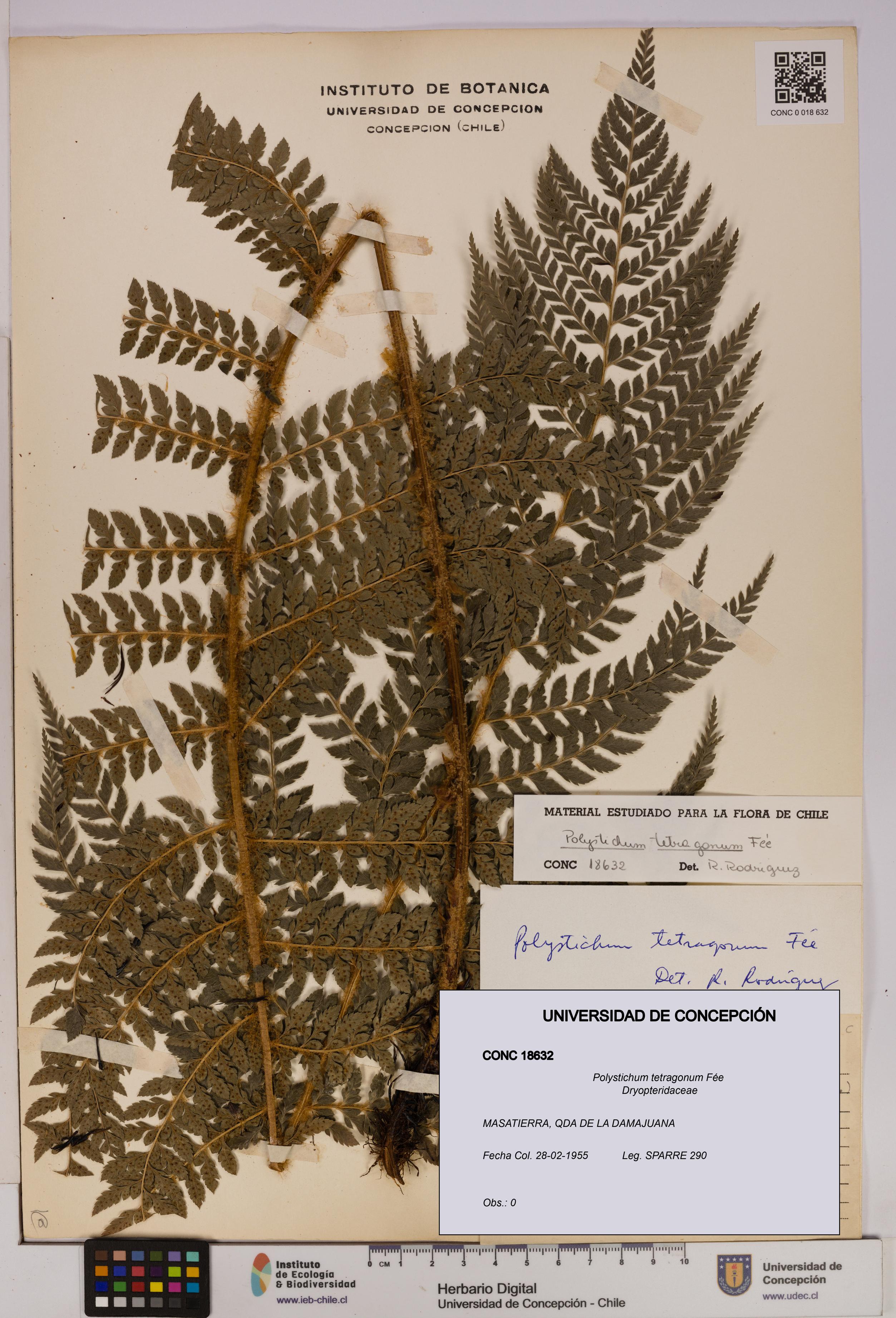 Polystichum tetragonum [Espécimen: UDEC:CONC:0018632]