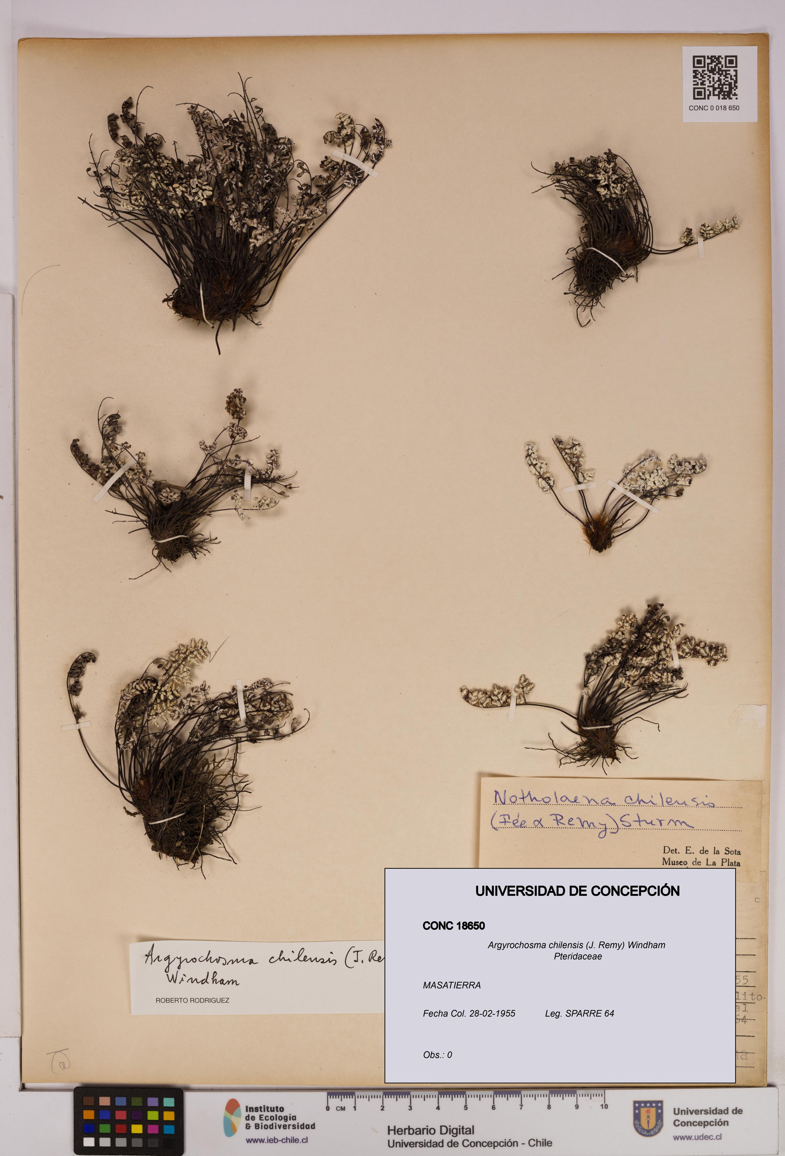 Argyrochosma chilensis [Espécimen: UDEC:CONC:0018650]