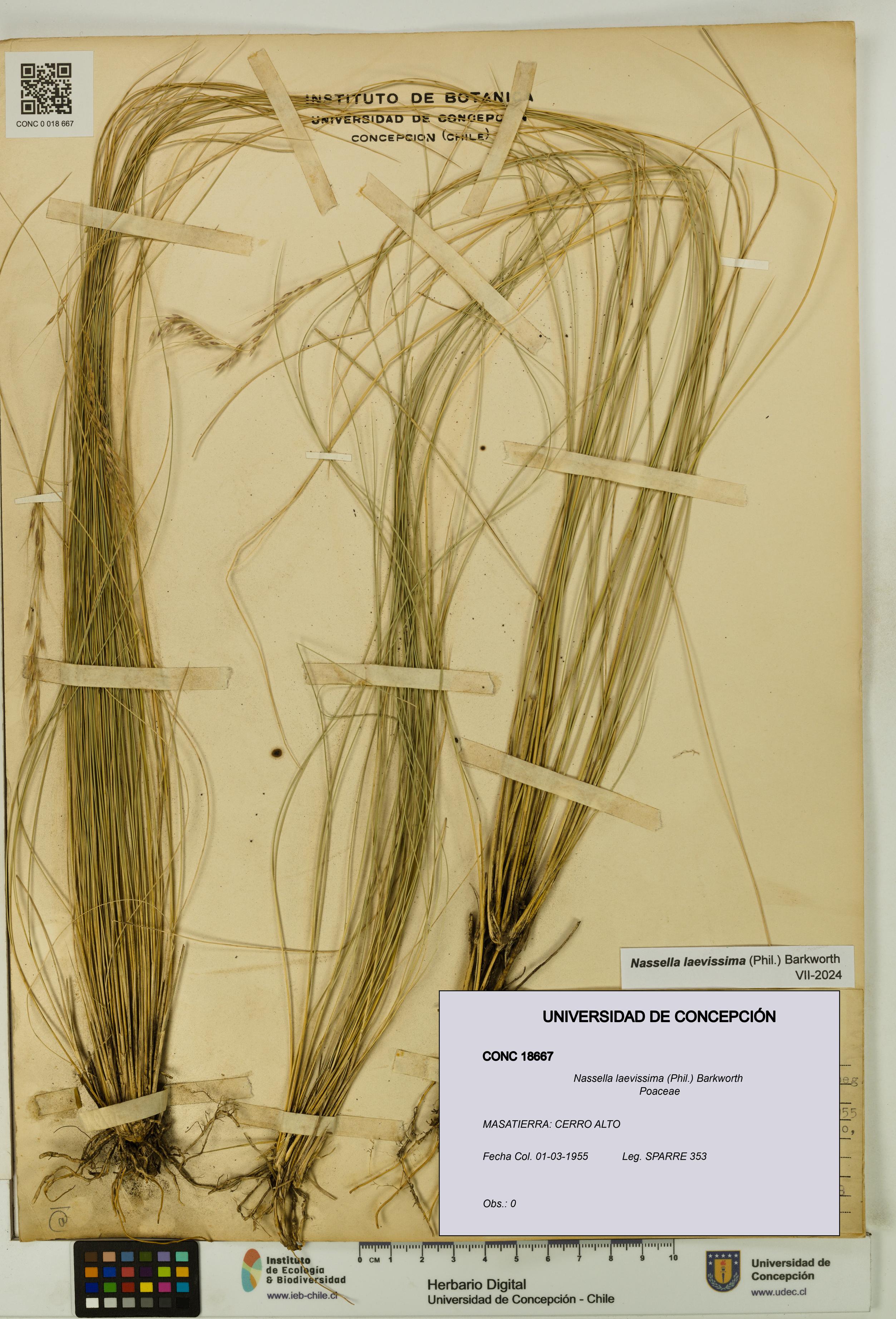 Nassella laevissima [Espécimen: UDEC:CONC:0018667]