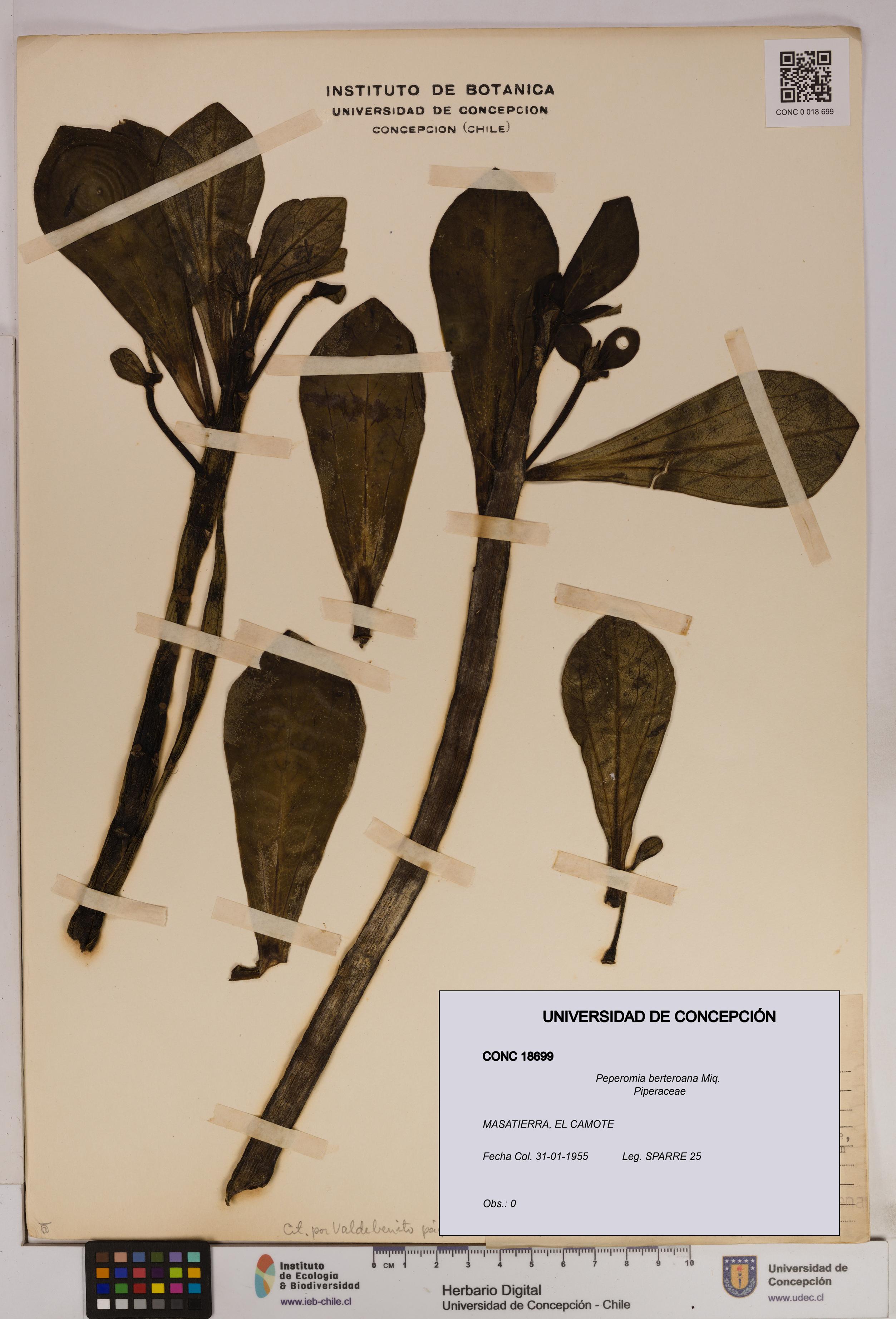 Peperomia berteroana [Espécimen: UDEC:CONC:0018699]