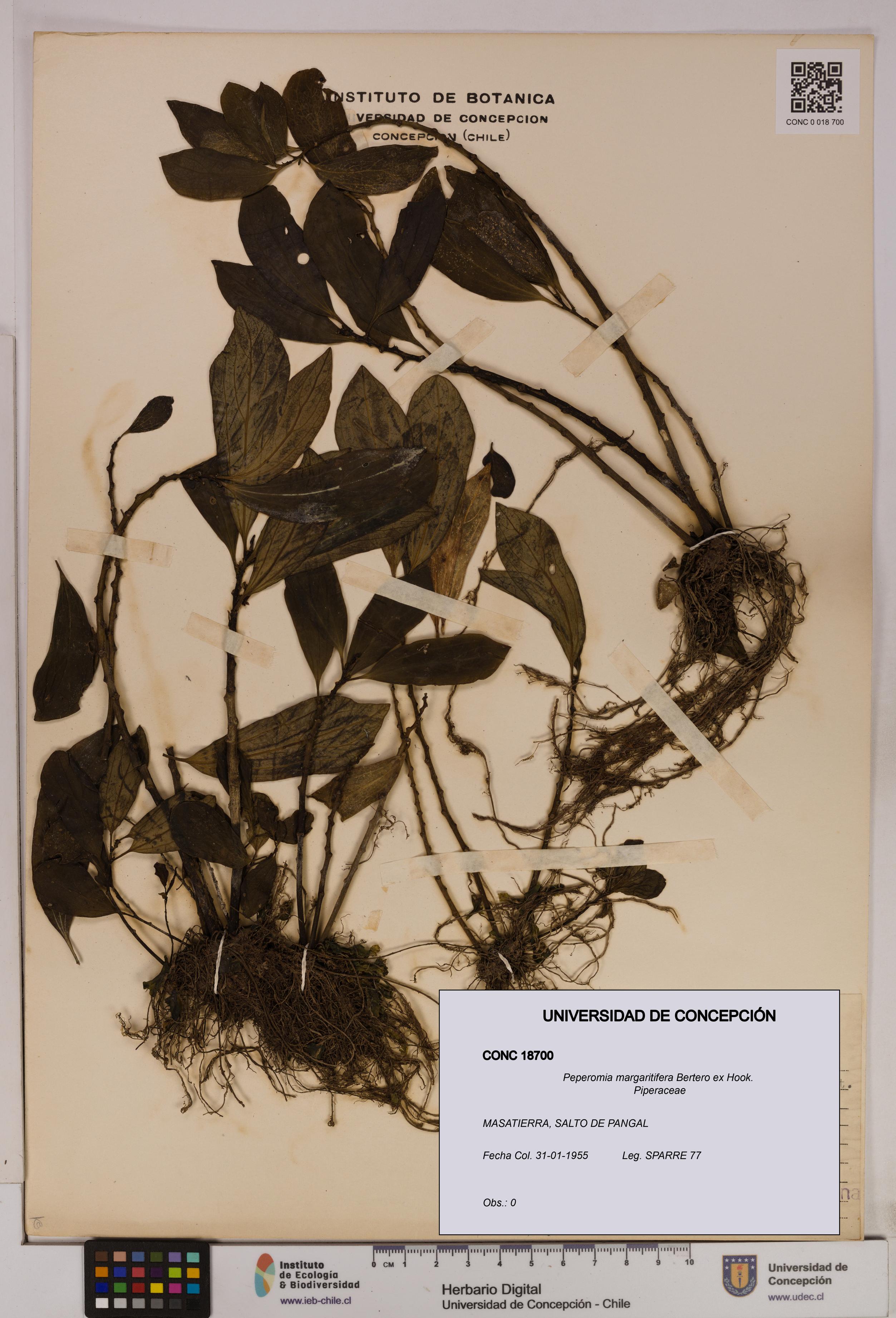 Peperomia margaritifera [Espécimen: UDEC:CONC:0018700]