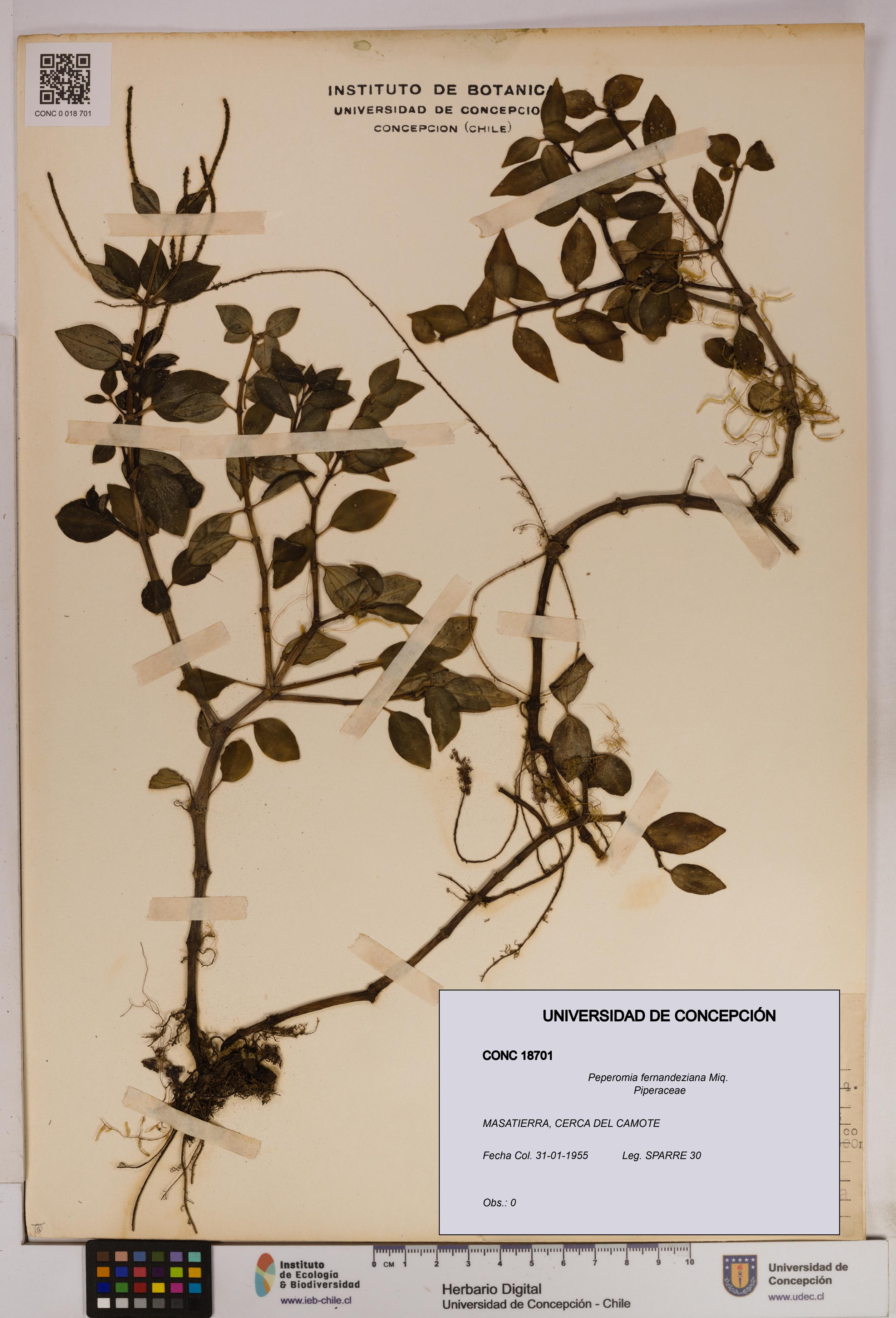 Peperomia fernandeziana [Espécimen: UDEC:CONC:0018701]