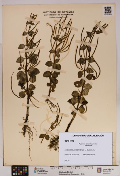 Peperomia fernandeziana [Espécimen: UDEC:CONC:0018702]