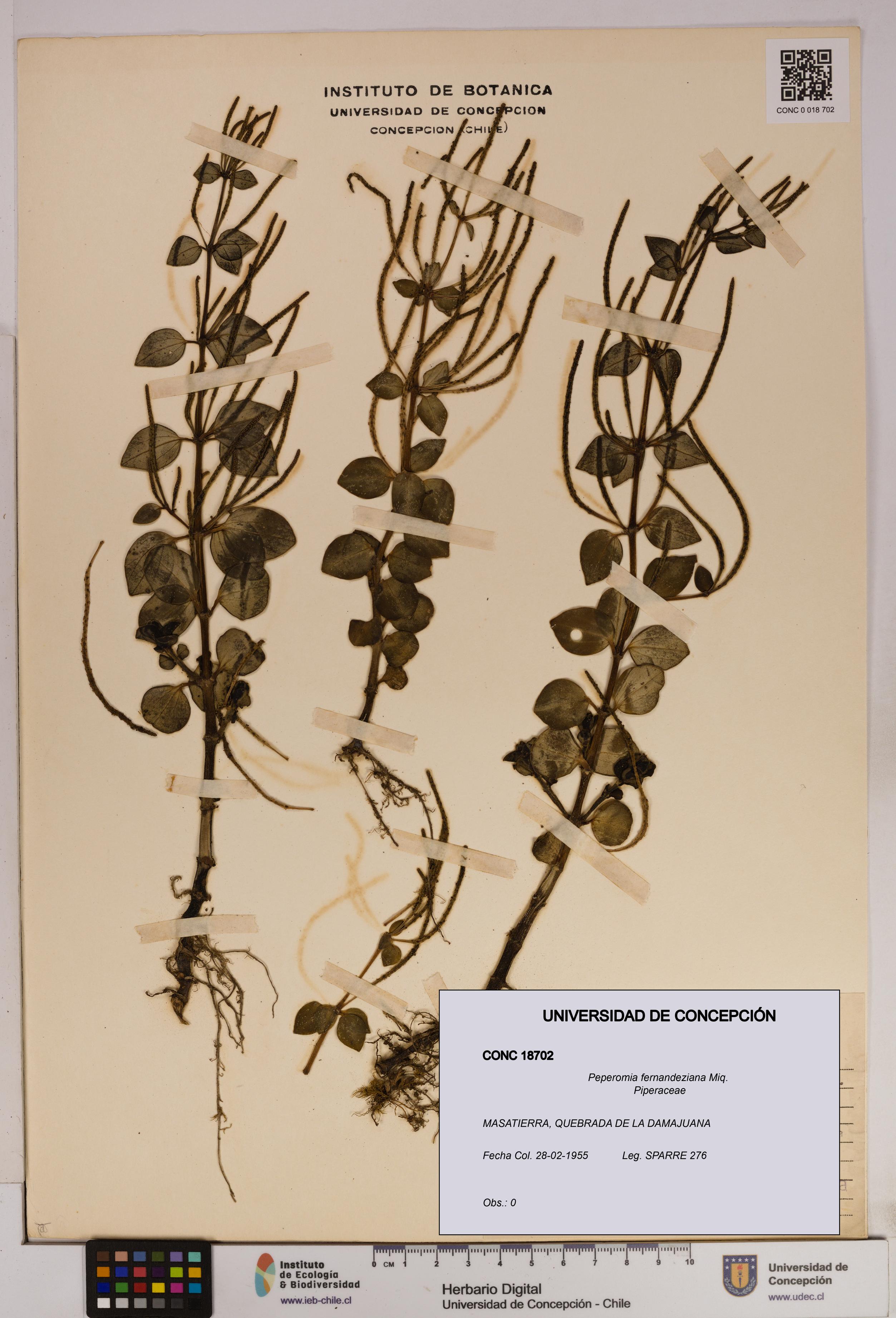 Peperomia fernandeziana [Espécimen: UDEC:CONC:0018702]