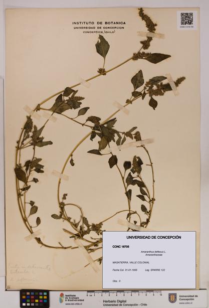 Amaranthus deflexus [Espécimen: UDEC:CONC:0018705]