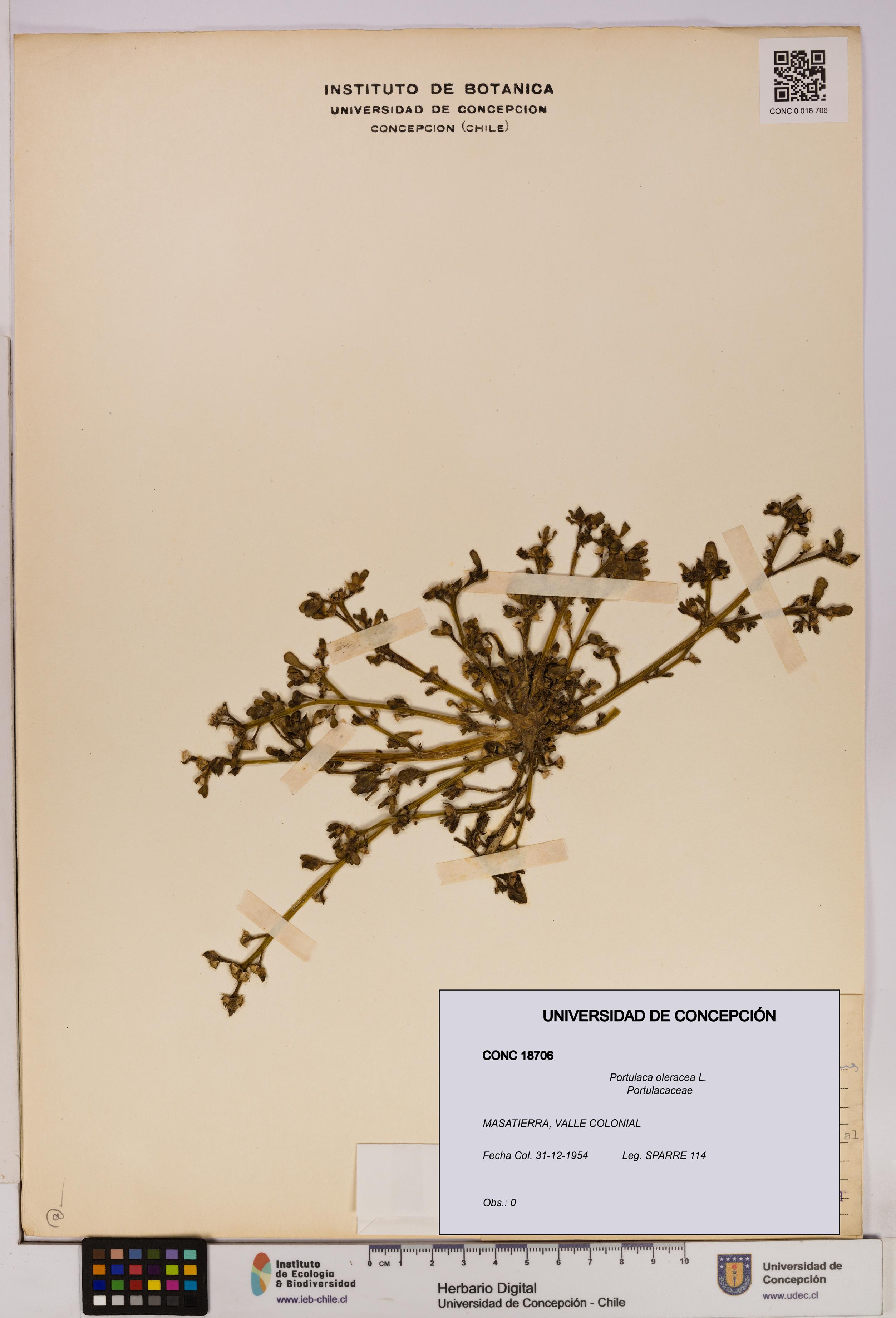 Portulaca oleracea [Espécimen: UDEC:CONC:0018706]