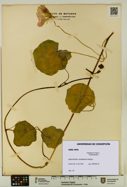 Tropaeolum majus [Espécimen: UDEC:CONC:0018734]