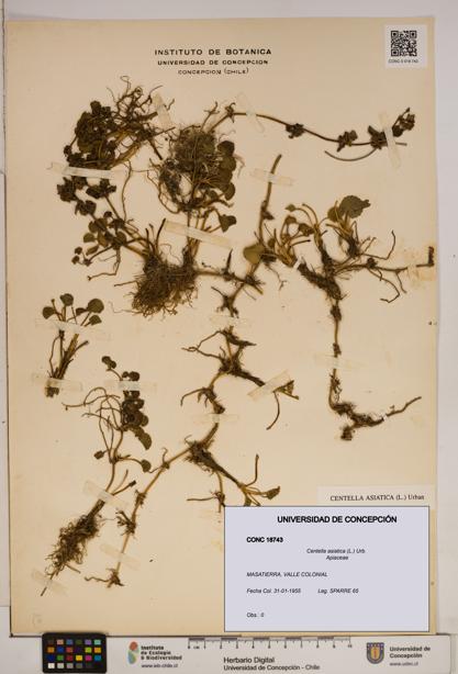 Centella asiatica [Espécimen: ]