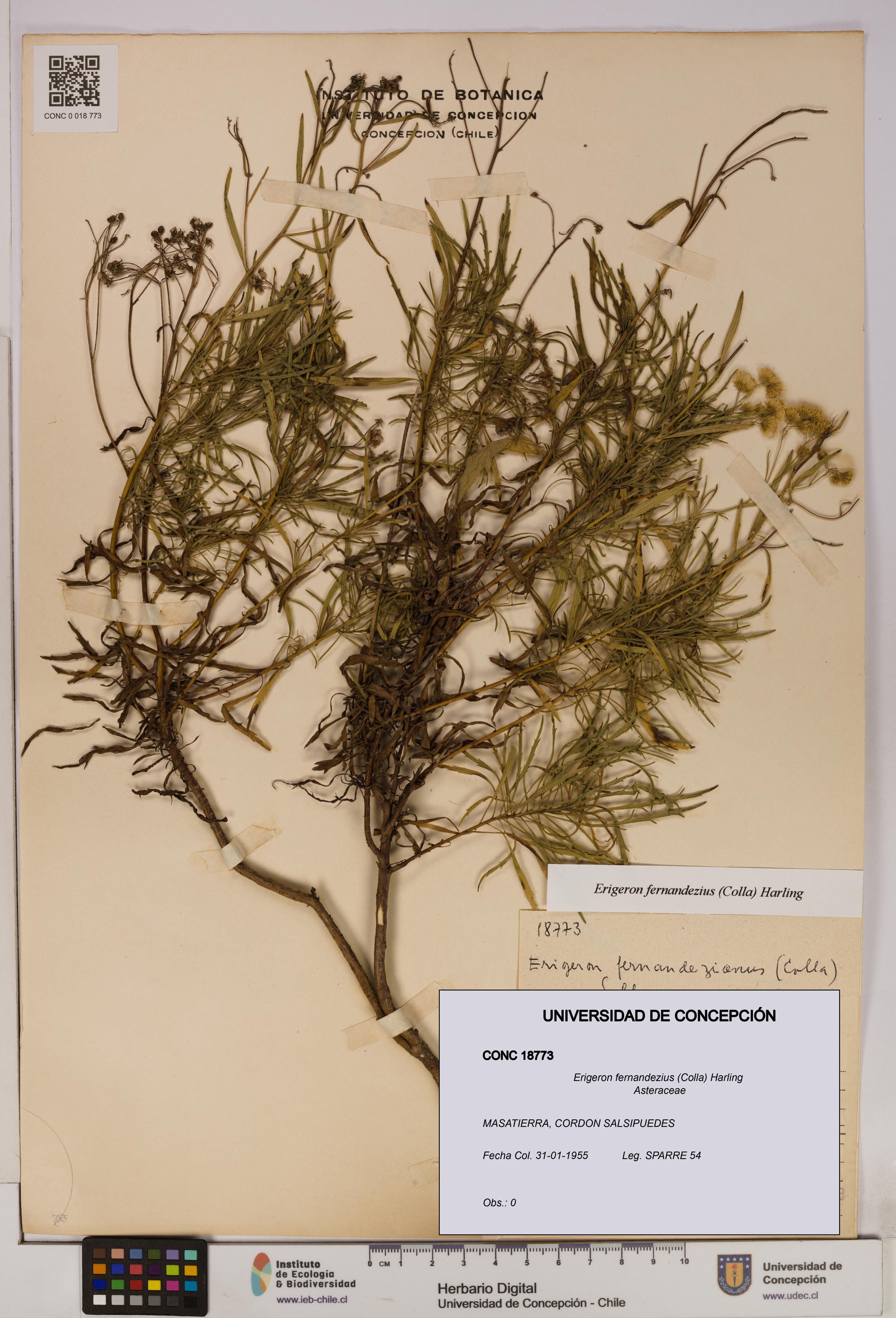 Erigeron fernandezius [Espécimen: UDEC:CONC:0018773]