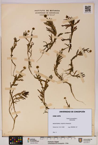 Cotula coronopifolia [Espécimen: UDEC:CONC:0018776]