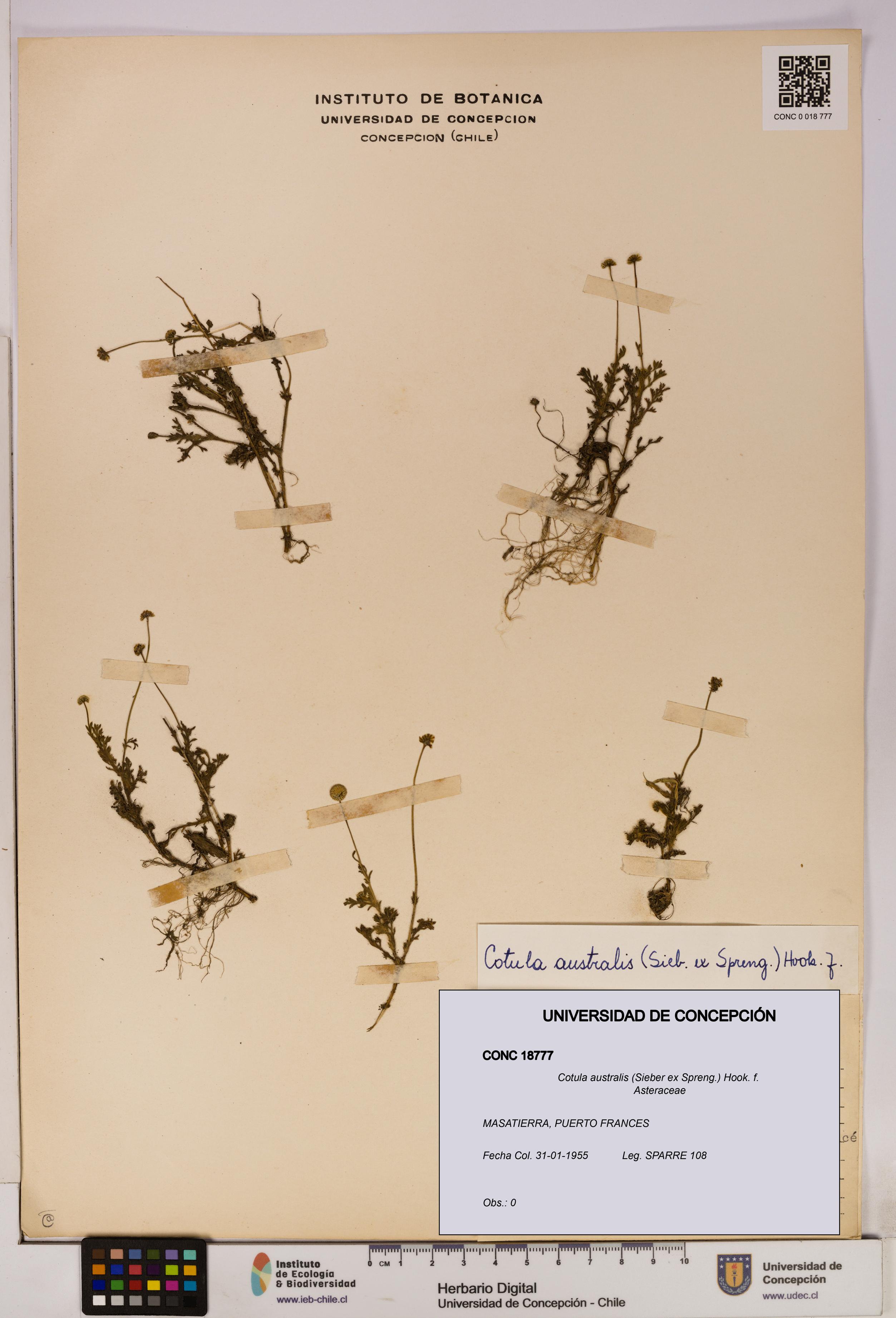 Cotula australis [Espécimen: UDEC:CONC:0018777]