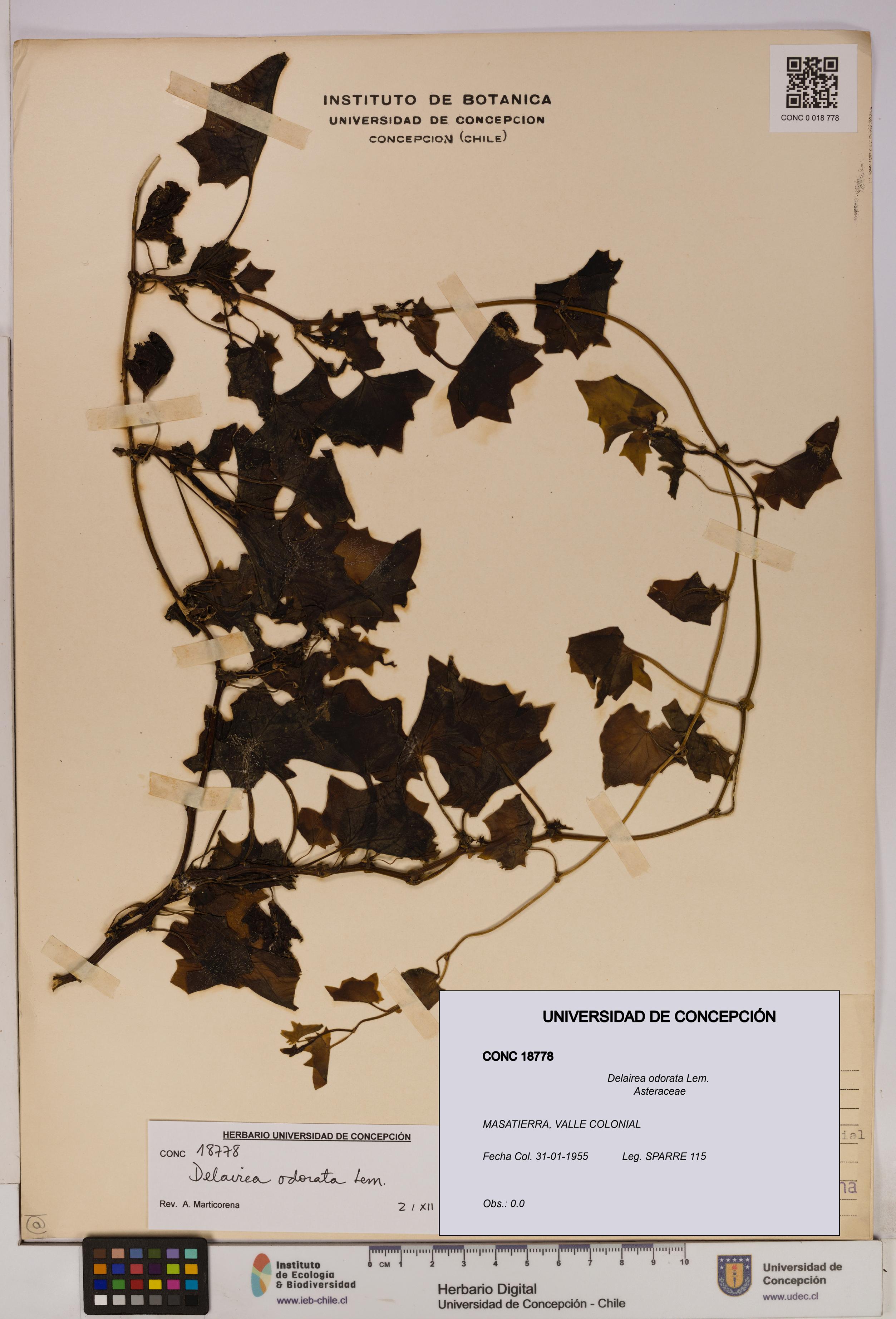 Delairea odorata [Espécimen: UDEC:CONC:0018778]