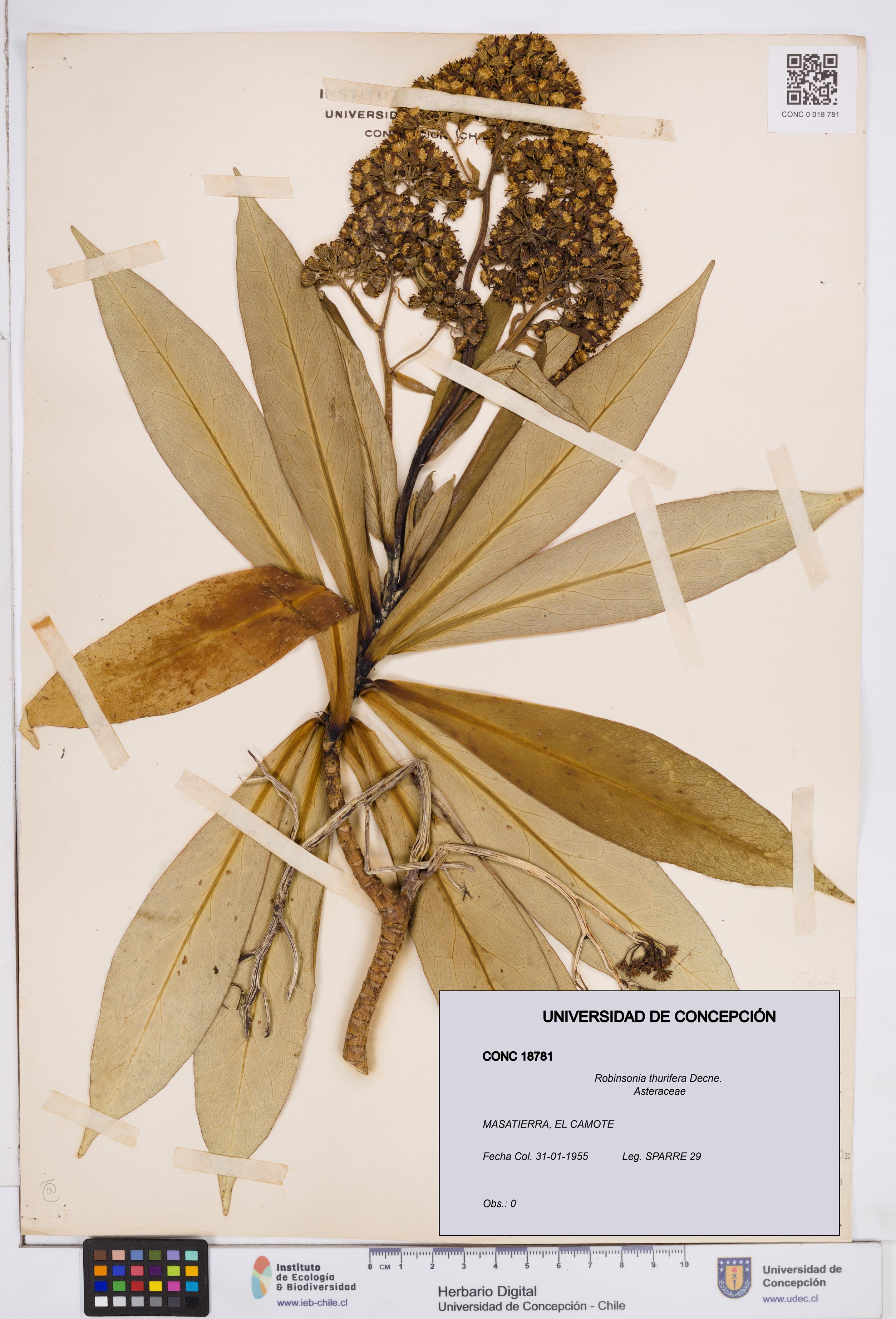 Robinsonia thurifera [Espécimen: ]