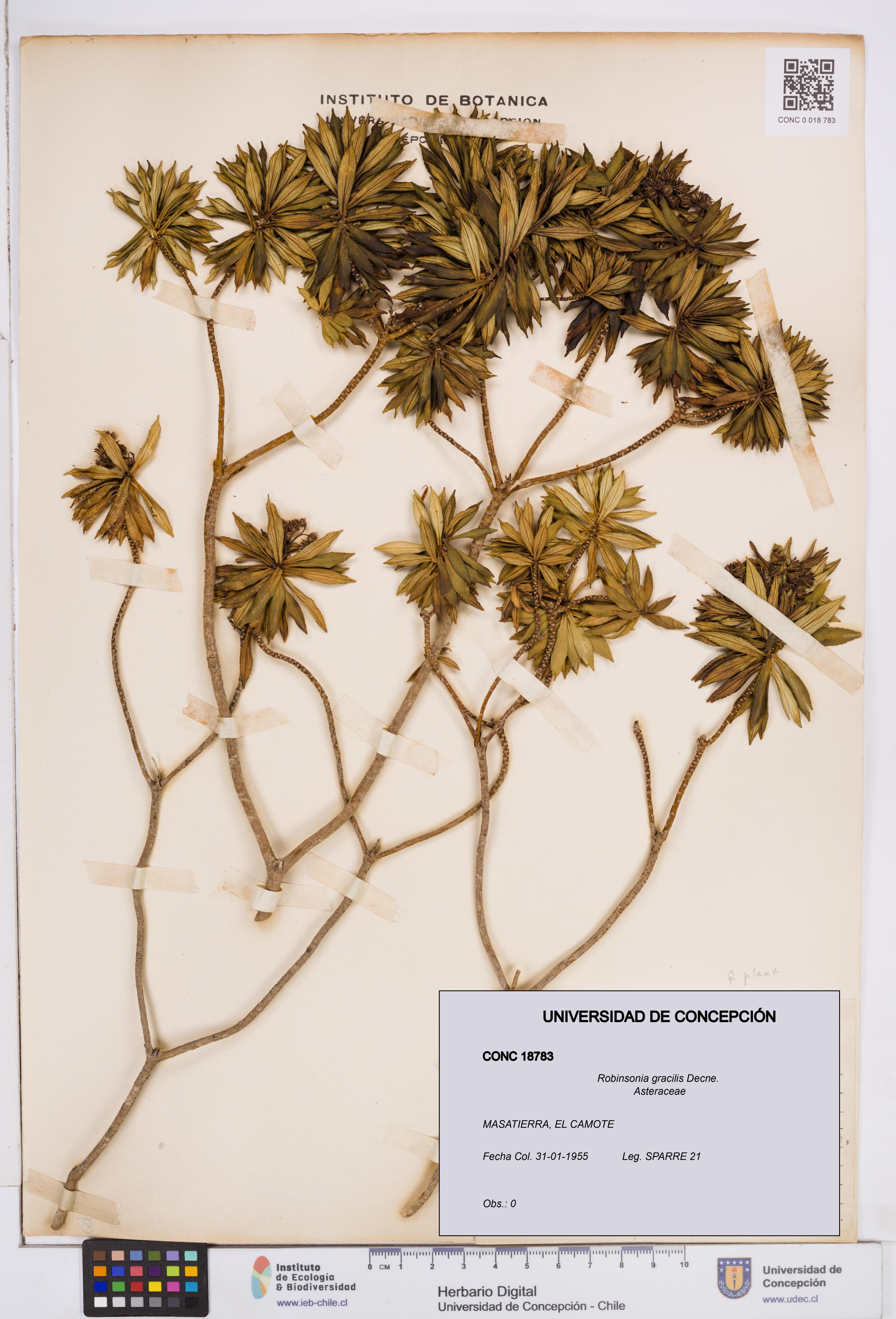 Robinsonia gracilis [Espécimen: ]