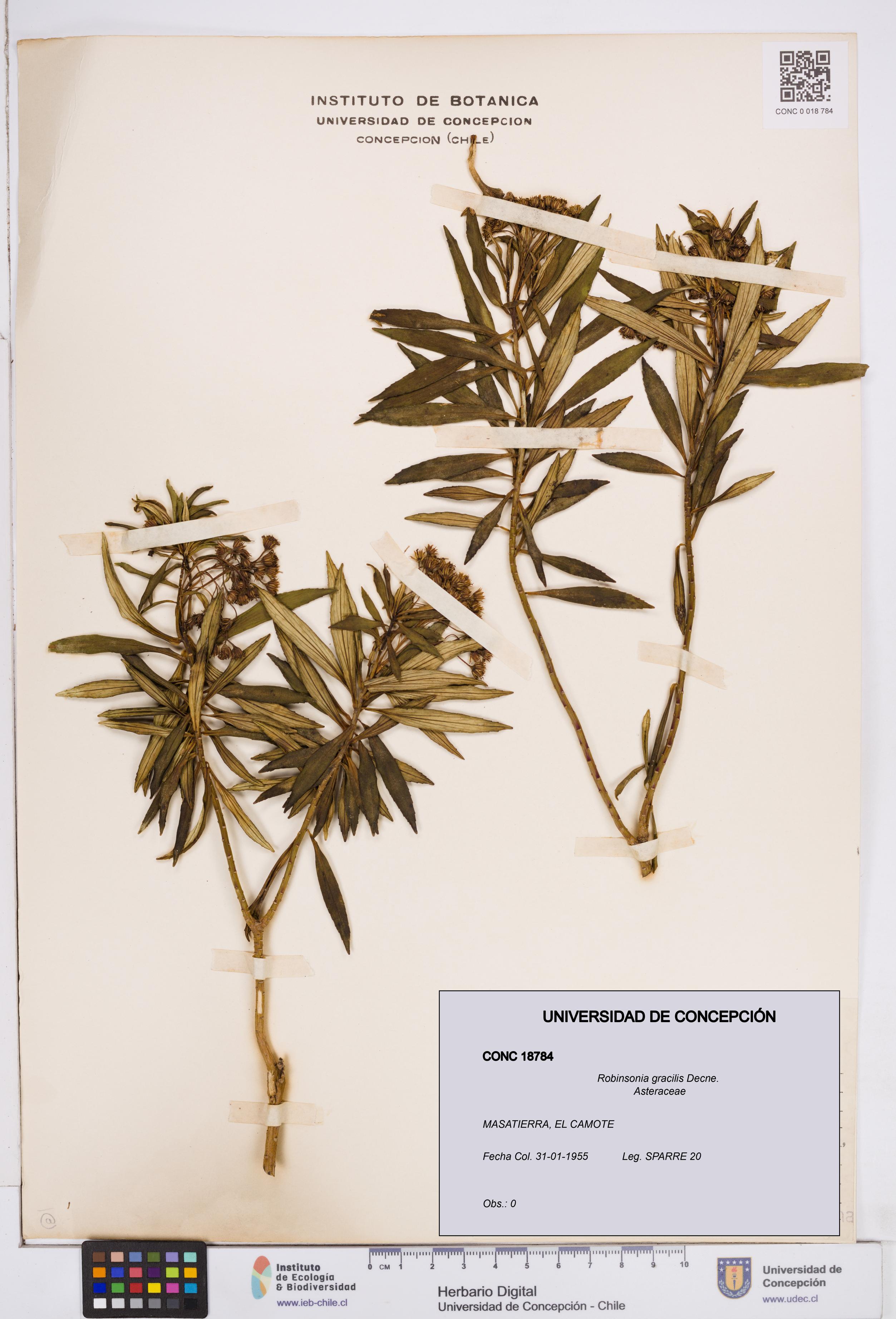 Robinsonia gracilis [Espécimen: ]