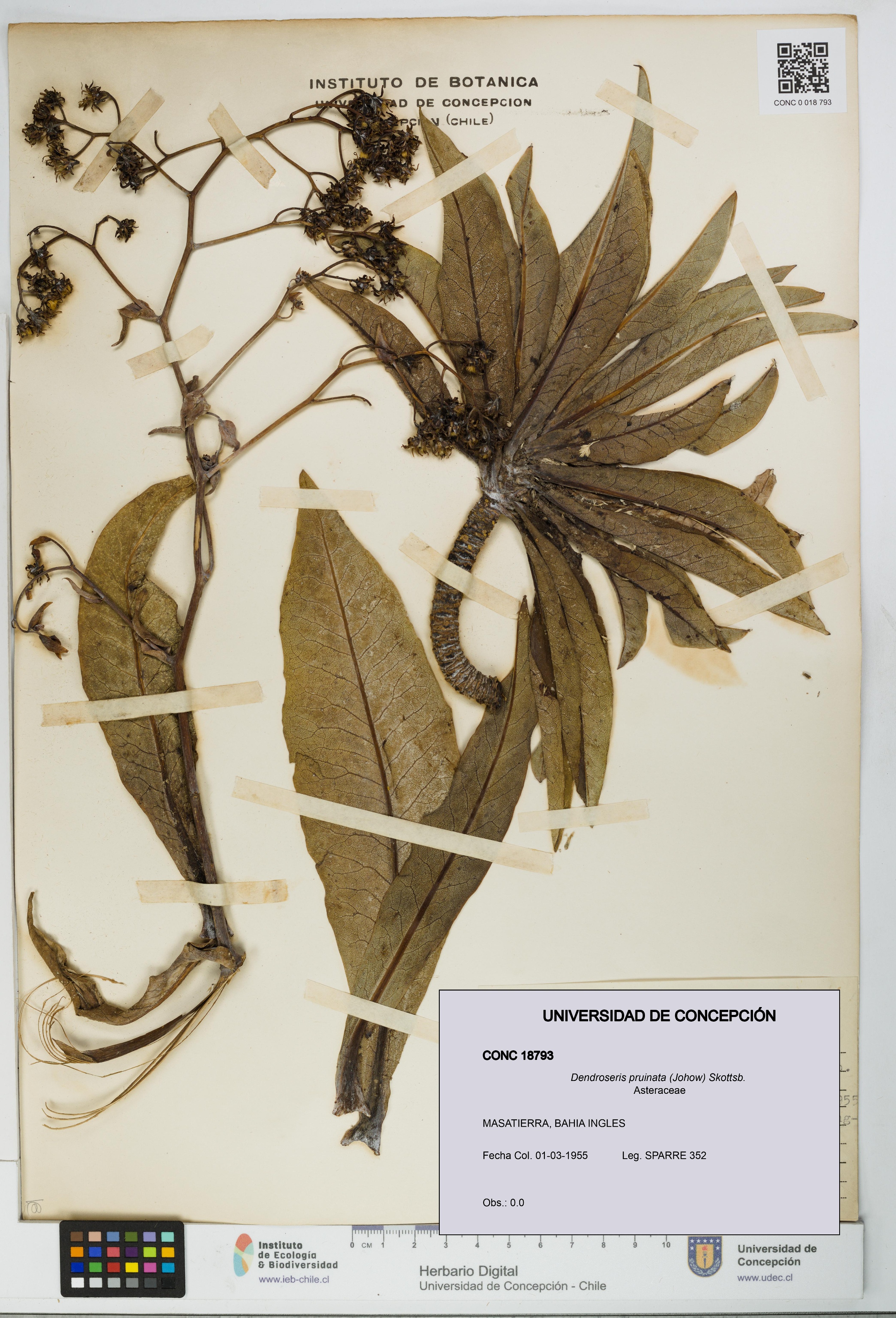 Dendroseris pruinata [Espécimen: UDEC:CONC:0018793]