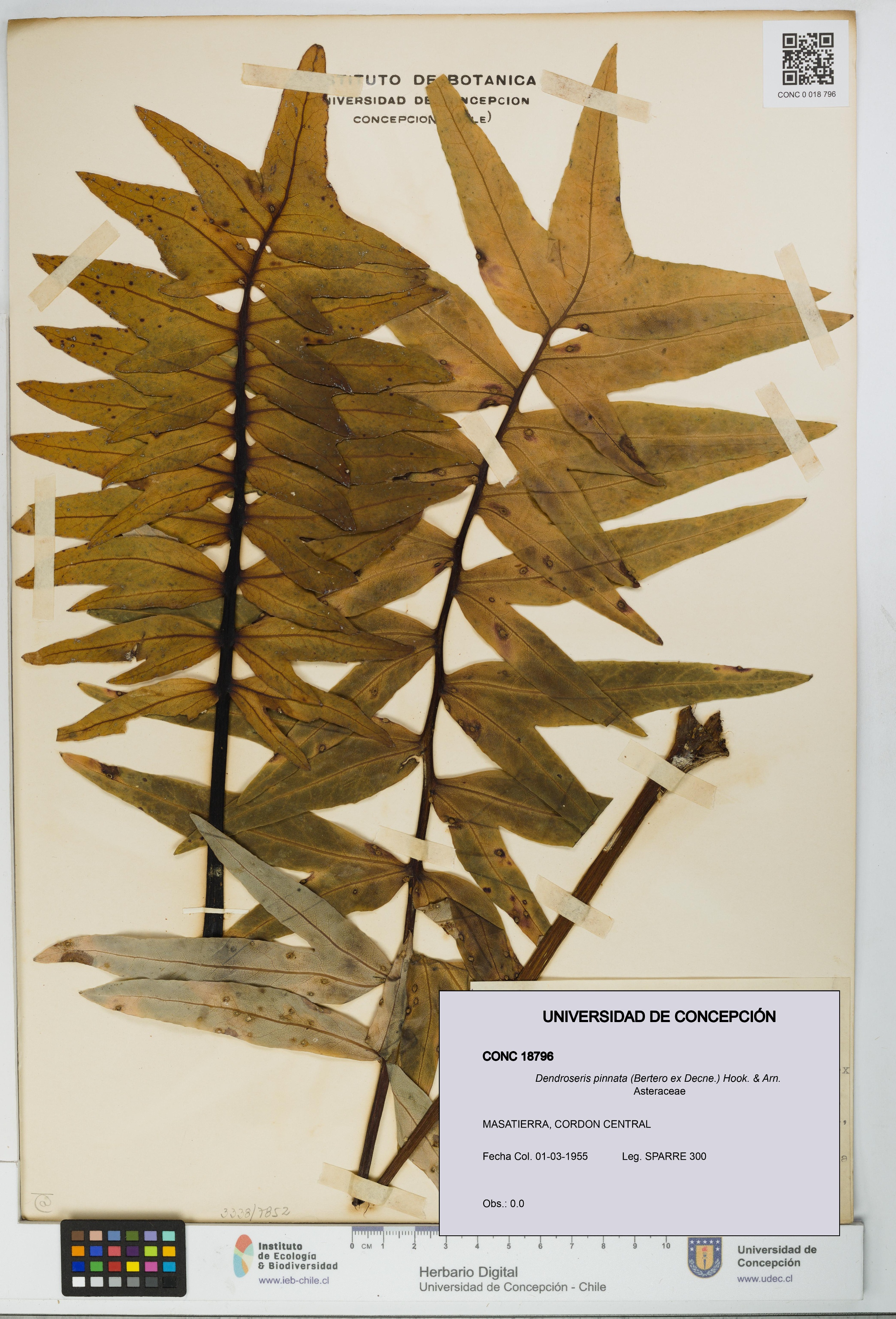 Dendroseris pinnata [Espécimen: UDEC:CONC:0018796]