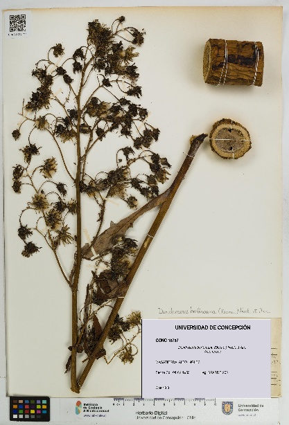 Dendroseris berteroana [Espécimen: UDEC:CONC:0018797]