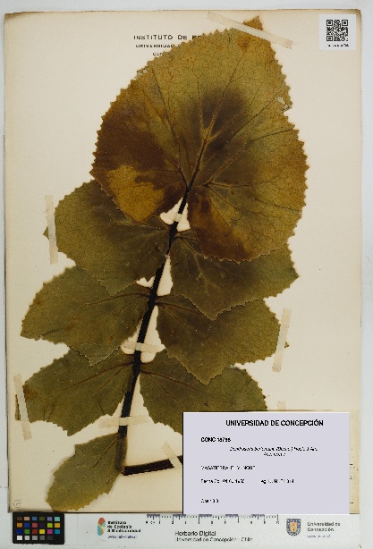 Dendroseris berteroana [Espécimen: UDEC:CONC:0018798]
