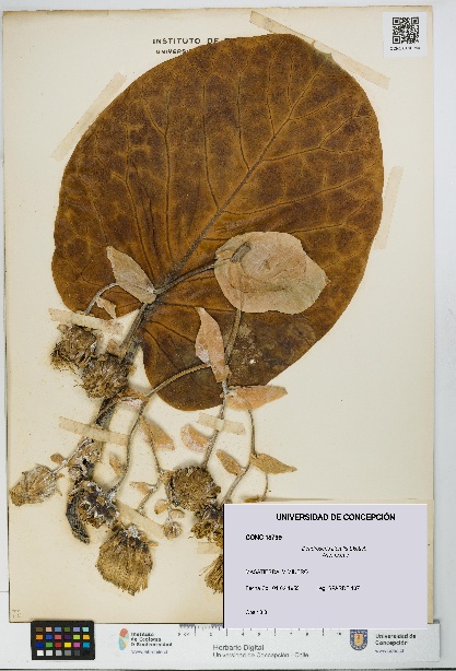 Dendroseris litoralis [Espécimen: UDEC:CONC:0018799]