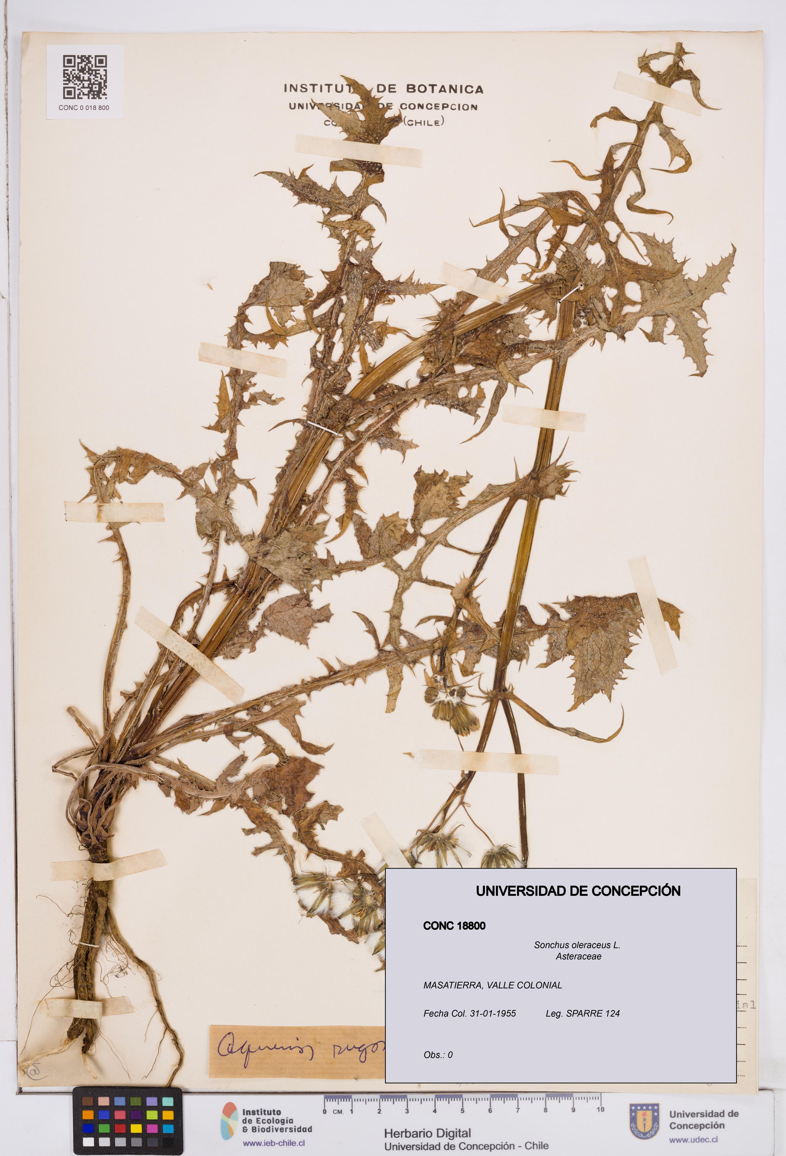 Sonchus oleraceus [Espécimen: ]