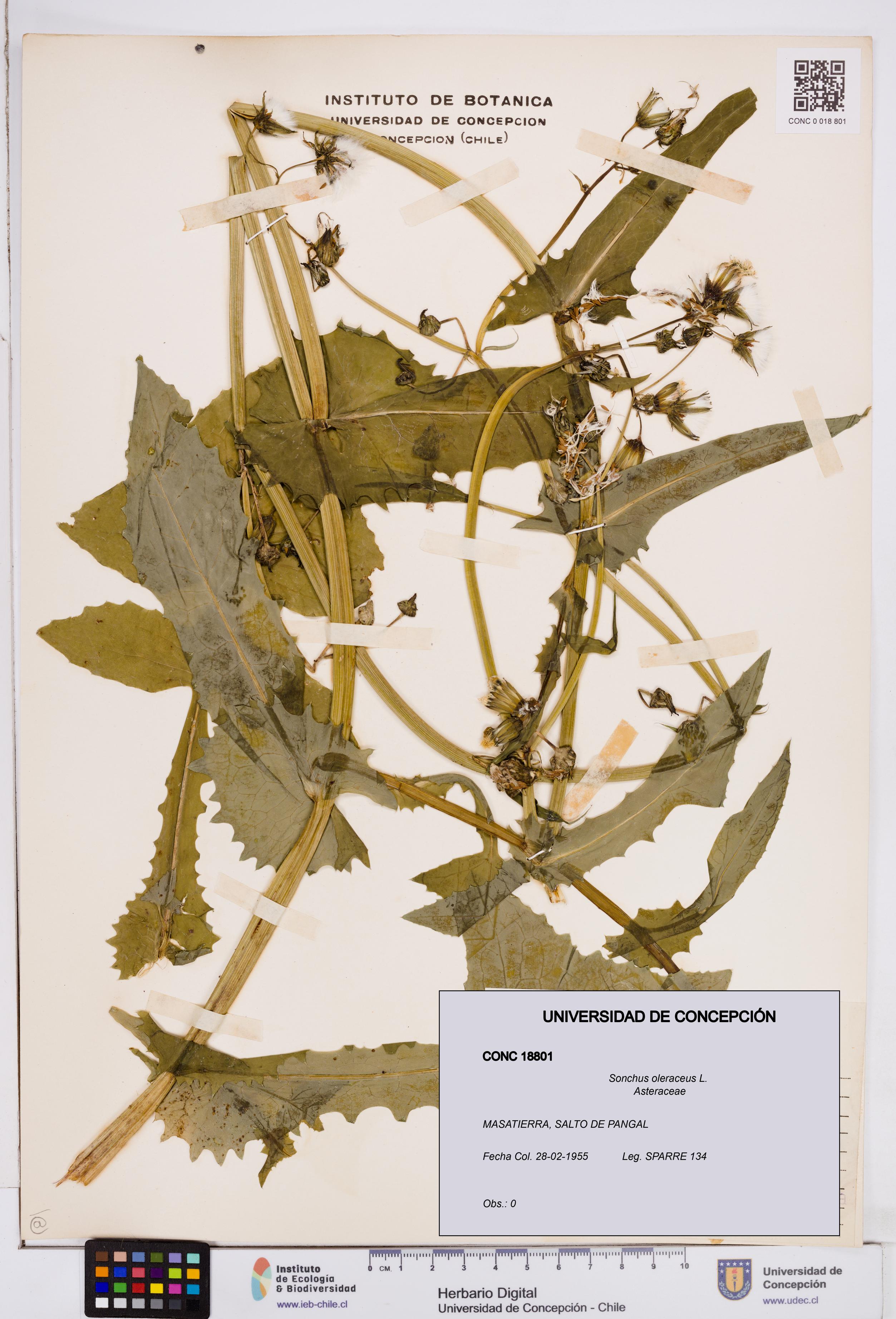 Sonchus oleraceus [Espécimen: ]