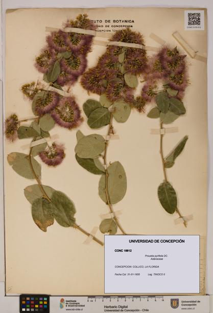 Proustia pyrifolia [Espécimen: UDEC:CONC:0018812]