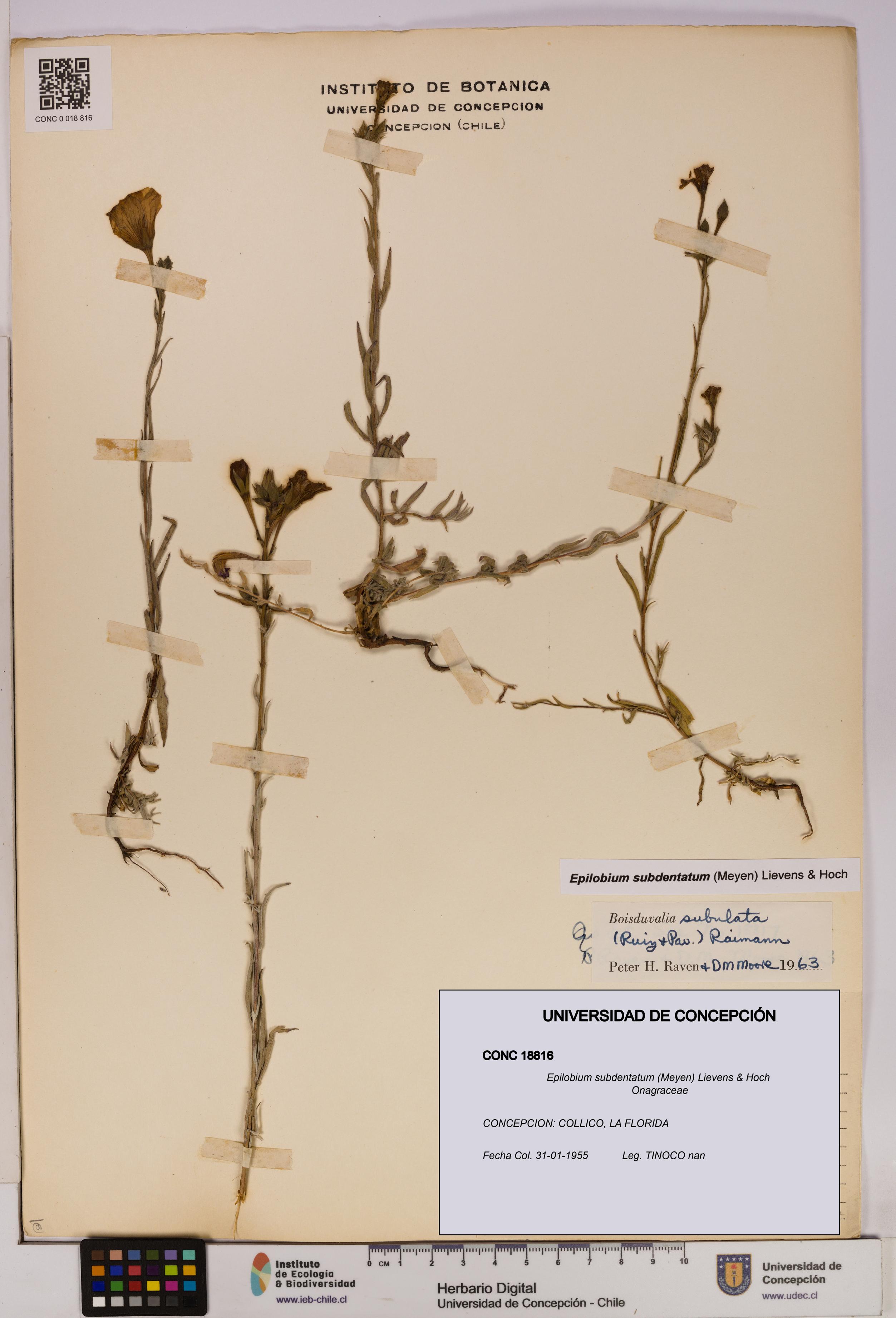 Epilobium subdentatum [Espécimen: UDEC:CONC:0018816]