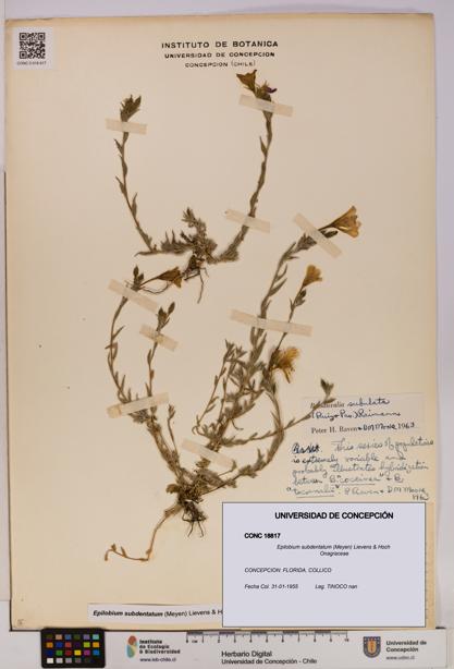 Epilobium subdentatum [Espécimen: UDEC:CONC:0018817]