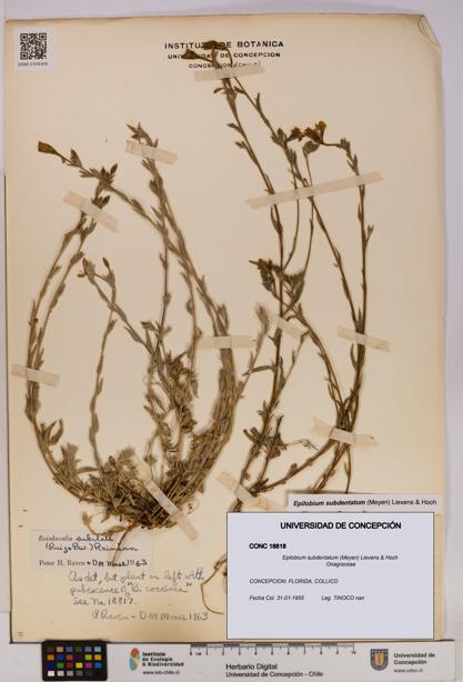 Epilobium subdentatum [Espécimen: UDEC:CONC:0018818]