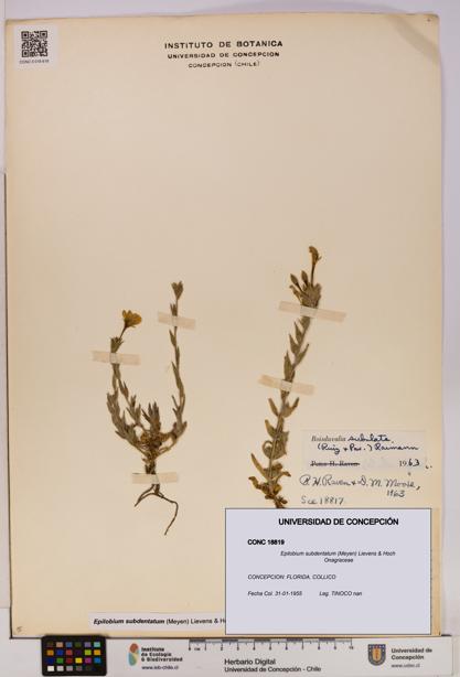 Epilobium subdentatum [Espécimen: UDEC:CONC:0018819]