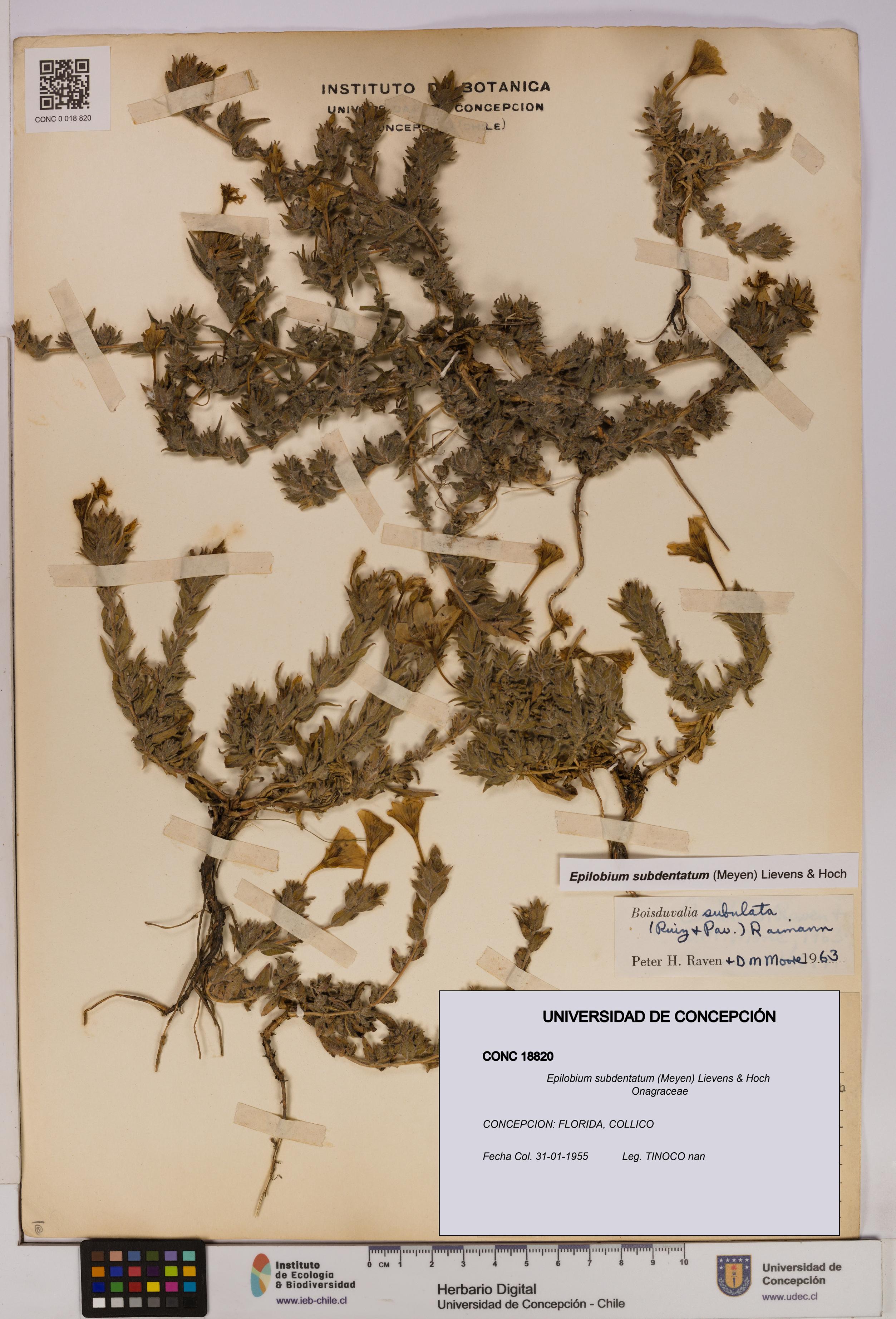 Epilobium subdentatum [Espécimen: UDEC:CONC:0018820]