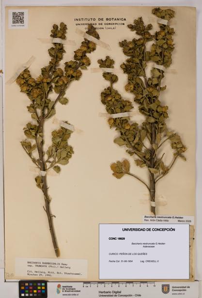 Baccharis neotruncata [Espécimen: UDEC:CONC:0018829]