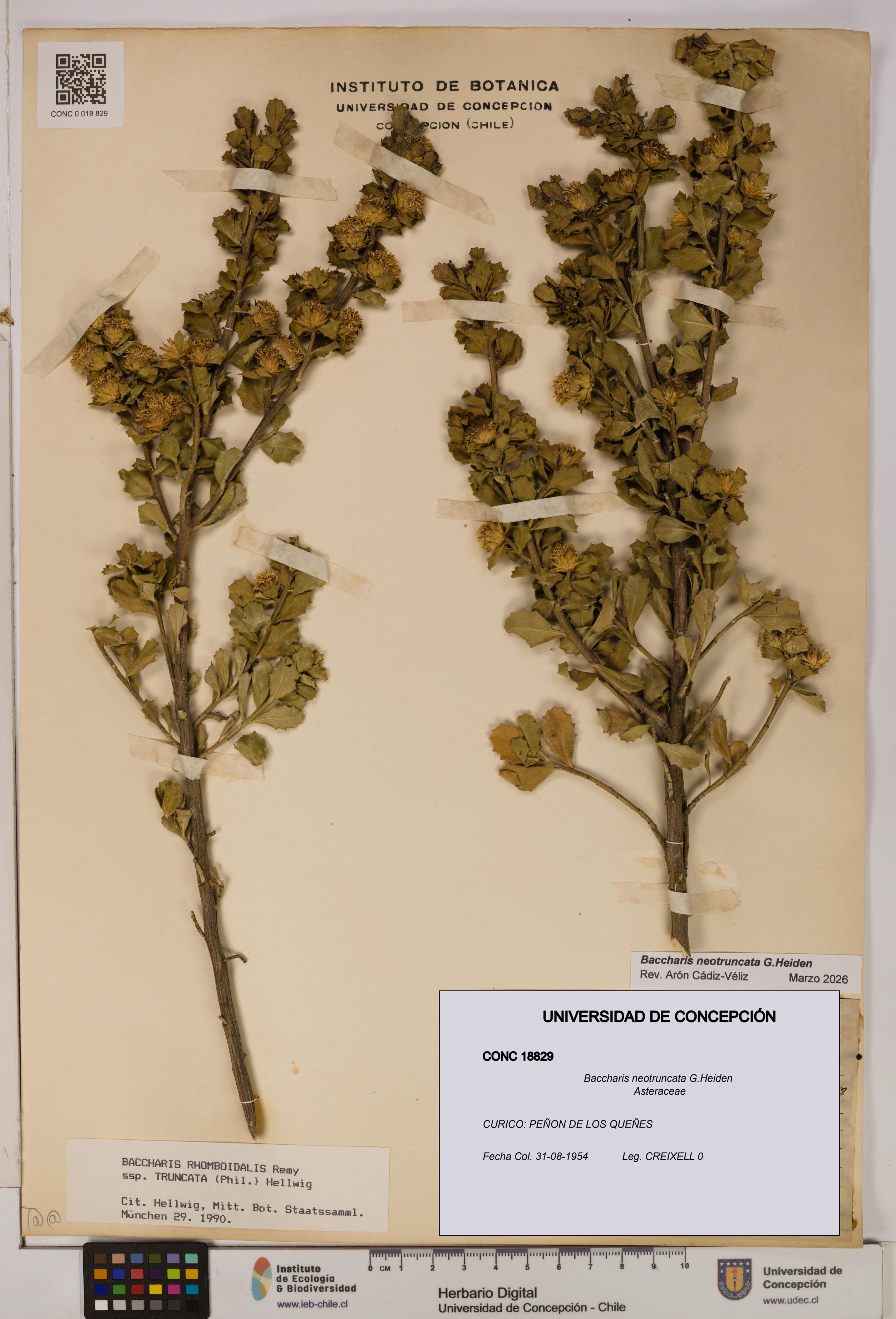 Baccharis neotruncata [Espécimen: UDEC:CONC:0018829]