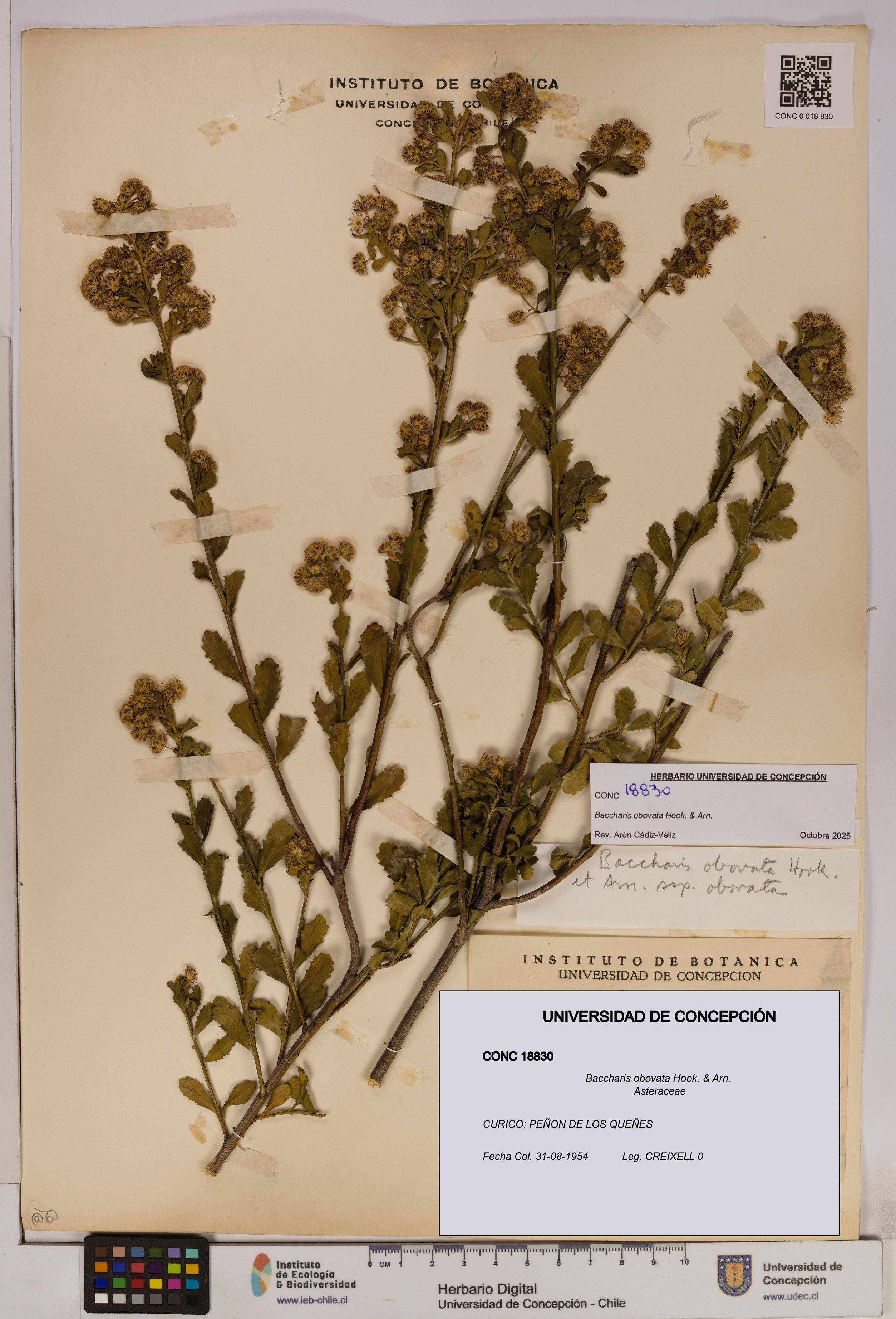 Baccharis obovata [Espécimen: UDEC:CONC:0018830]